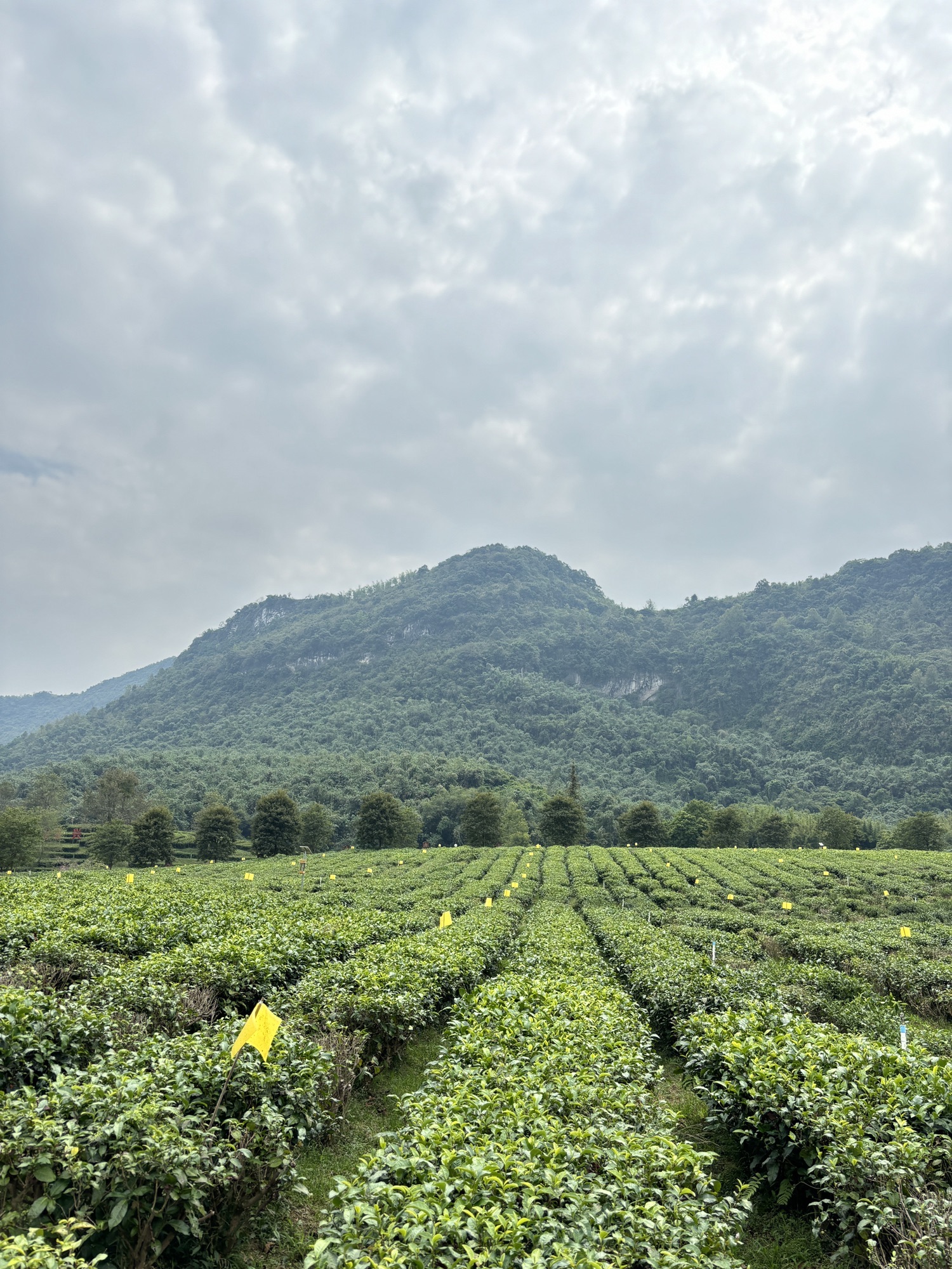 积庆里红茶谷旅行图片 2