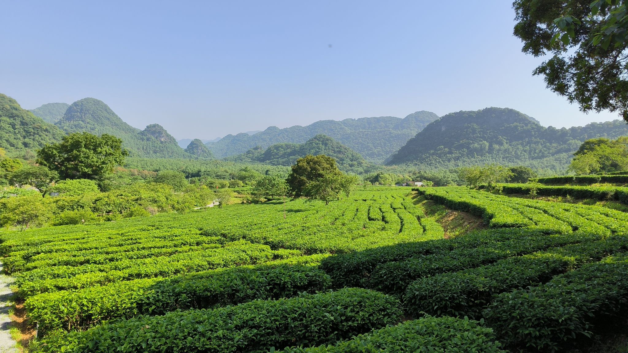 积庆里红茶谷旅行图片 1