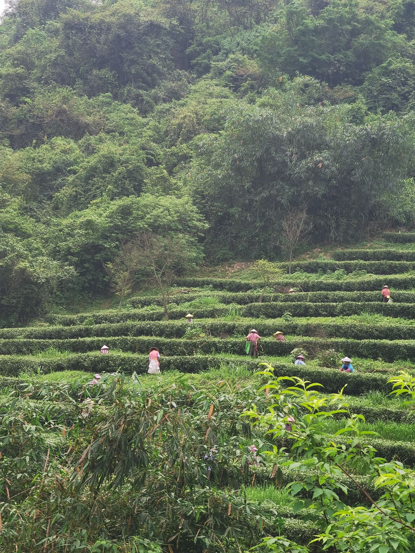 积庆里红茶谷旅行图片 1