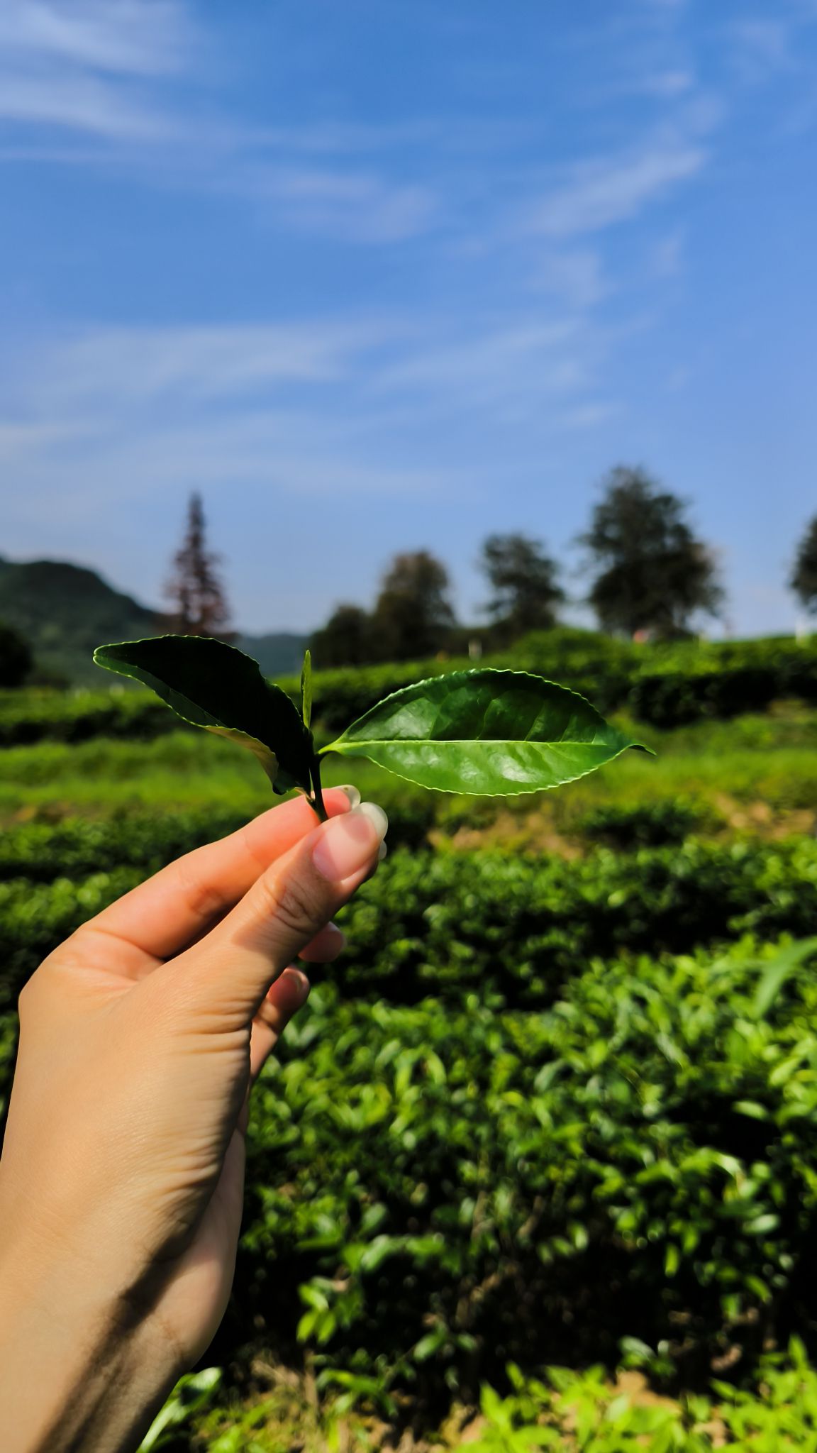 积庆里红茶谷旅行图片 2