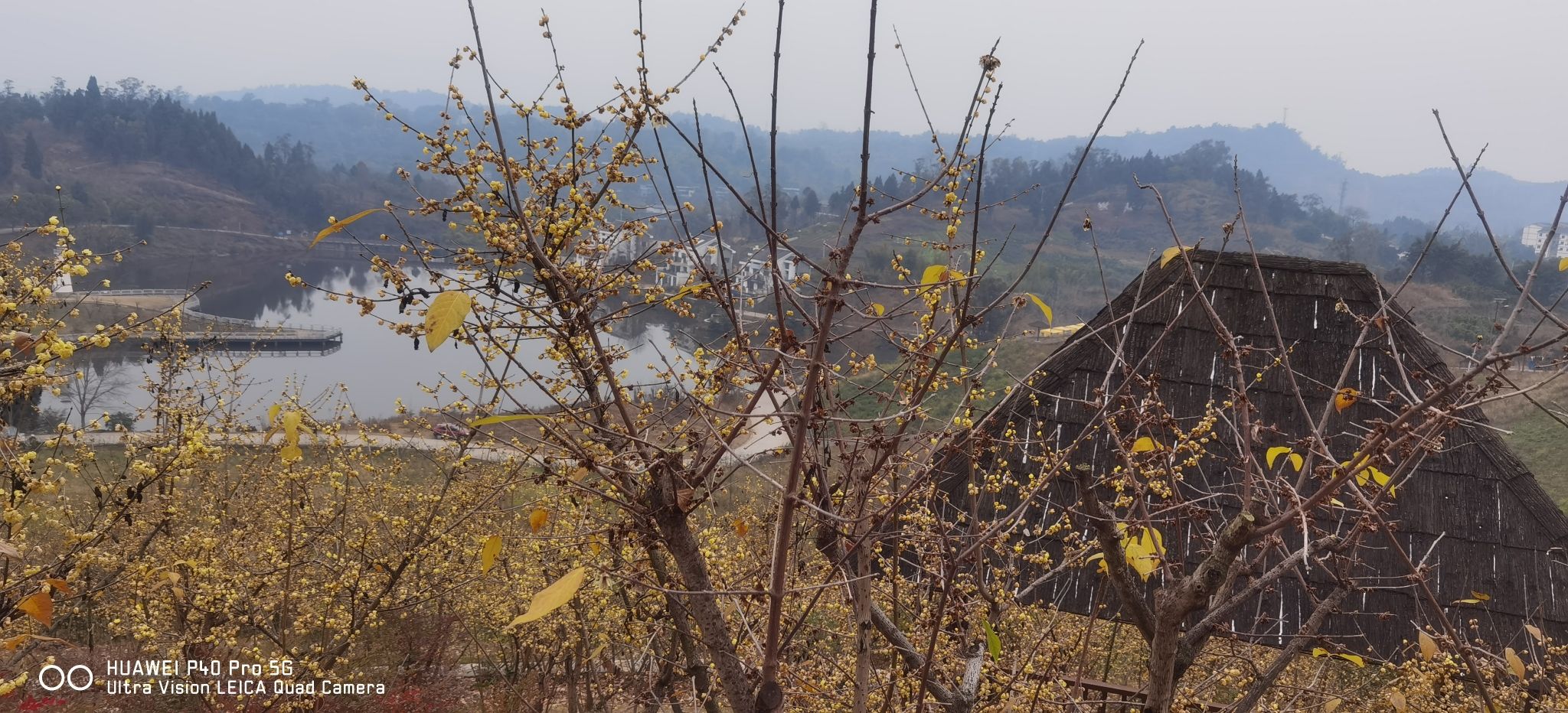 静观腊梅园A区旅行图片 1