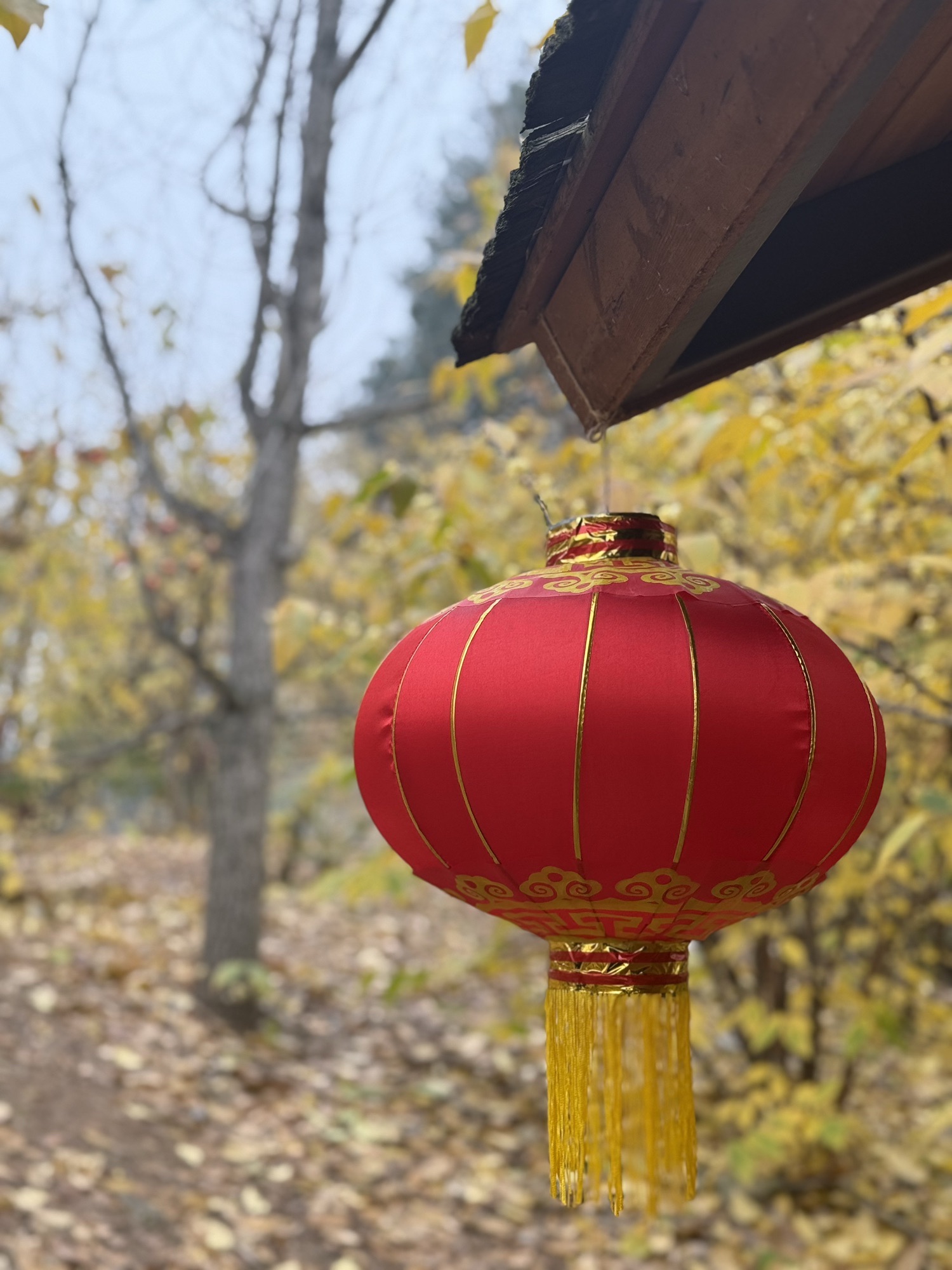 静观腊梅园A区旅行图片 3