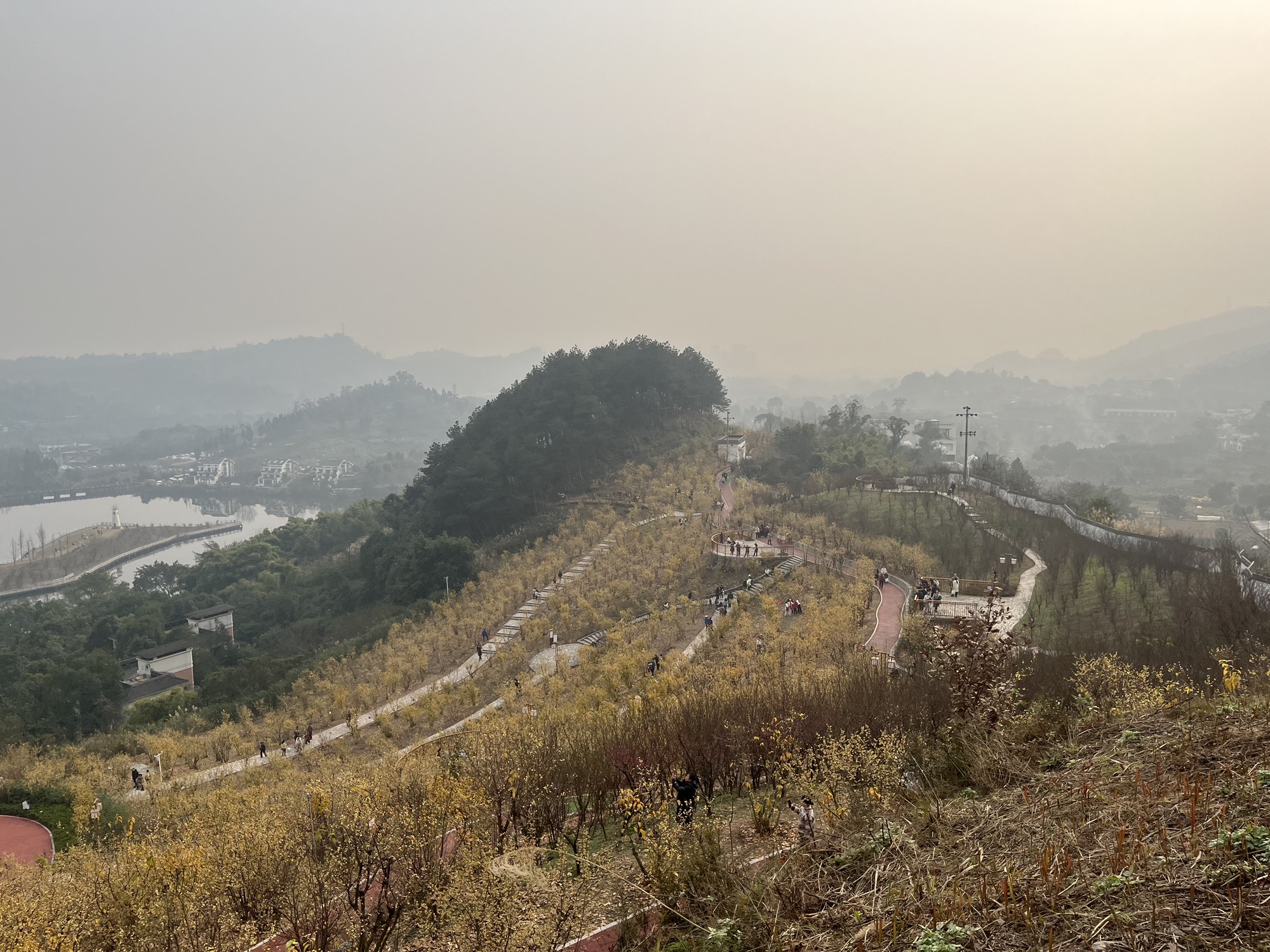 静观腊梅园A区旅行图片 1
