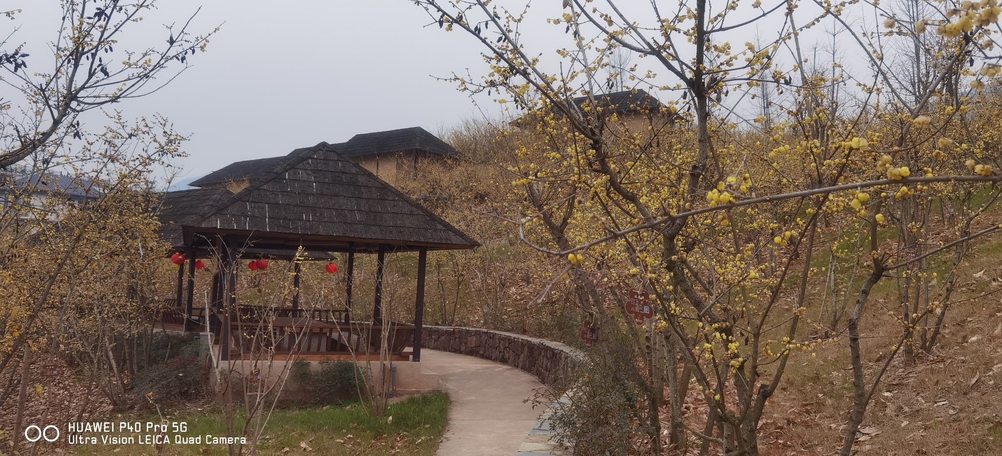 静观腊梅园A区旅行图片 2