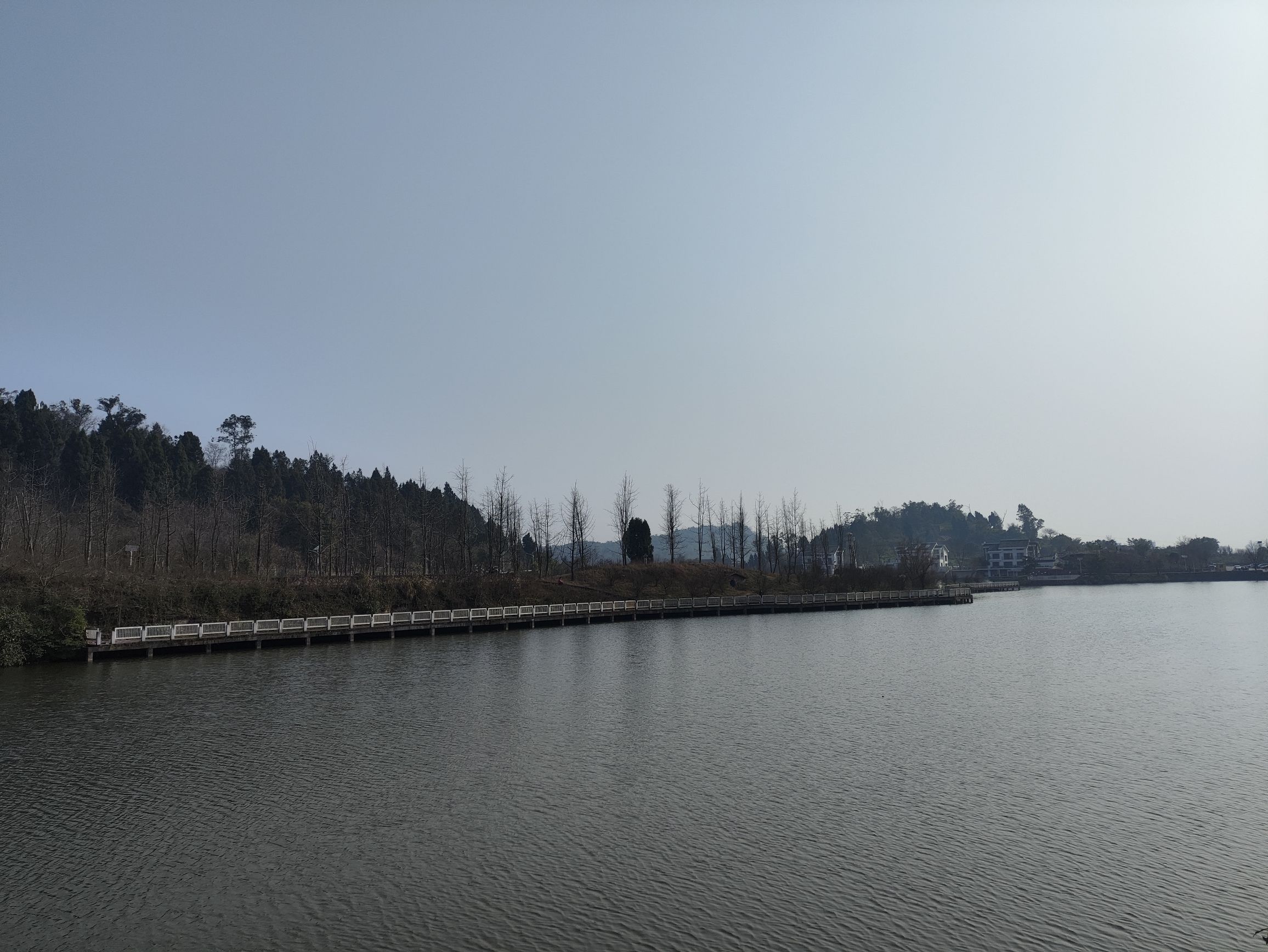 静观腊梅园A区旅行图片 2