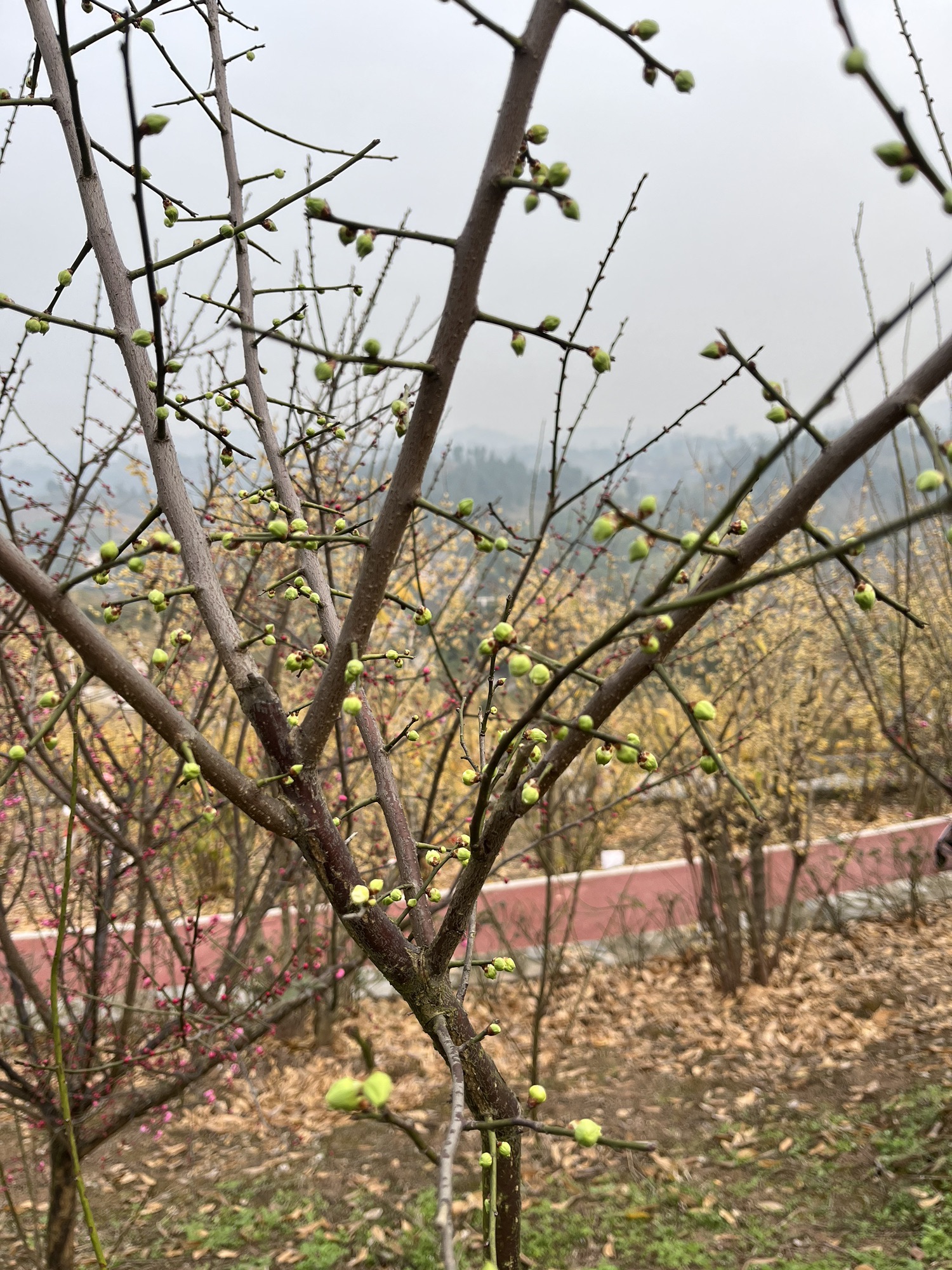 静观腊梅园A区旅行图片 3