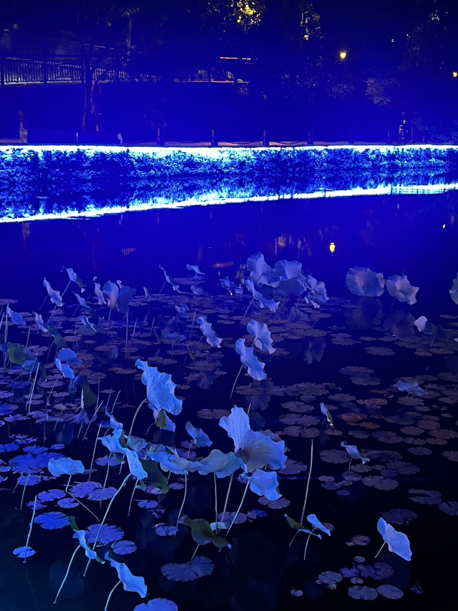 莲花塘旅行图片 2
