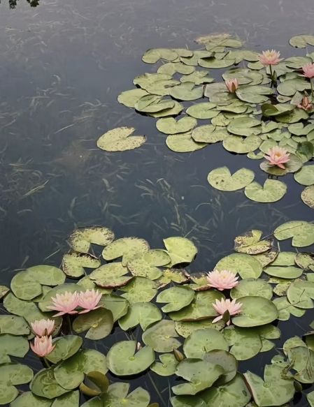 东坡城市湿地公园旅行图片 1
