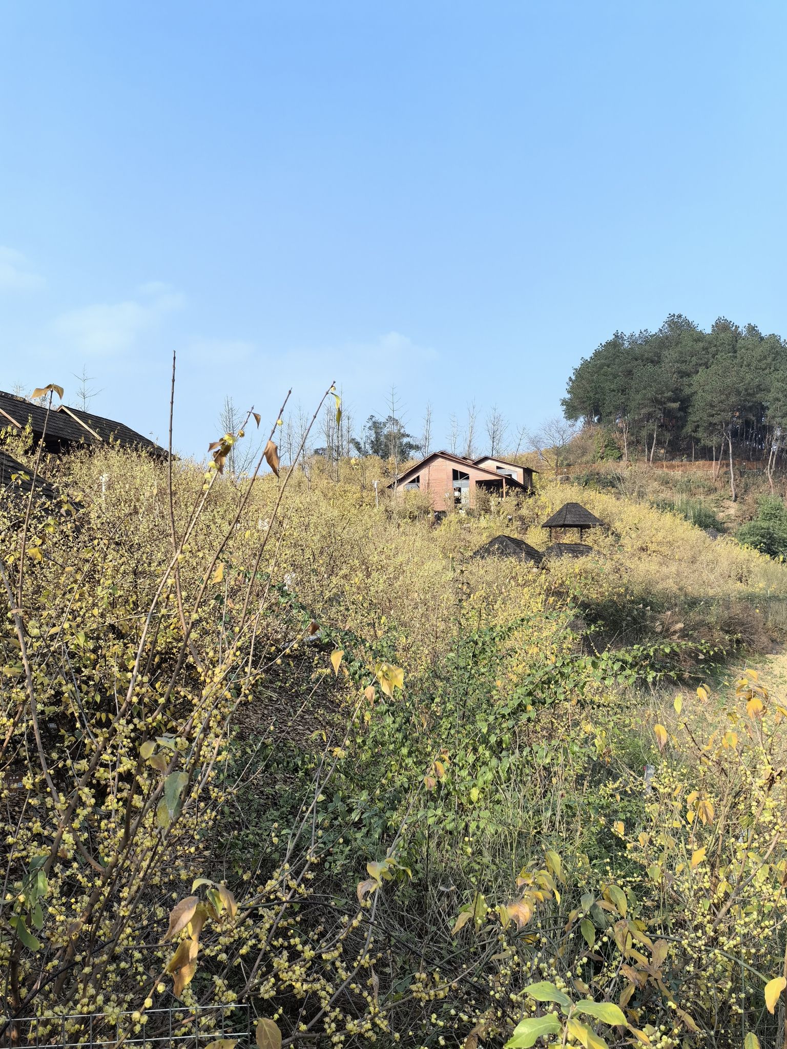 静观花木生态旅游区旅行图片 2