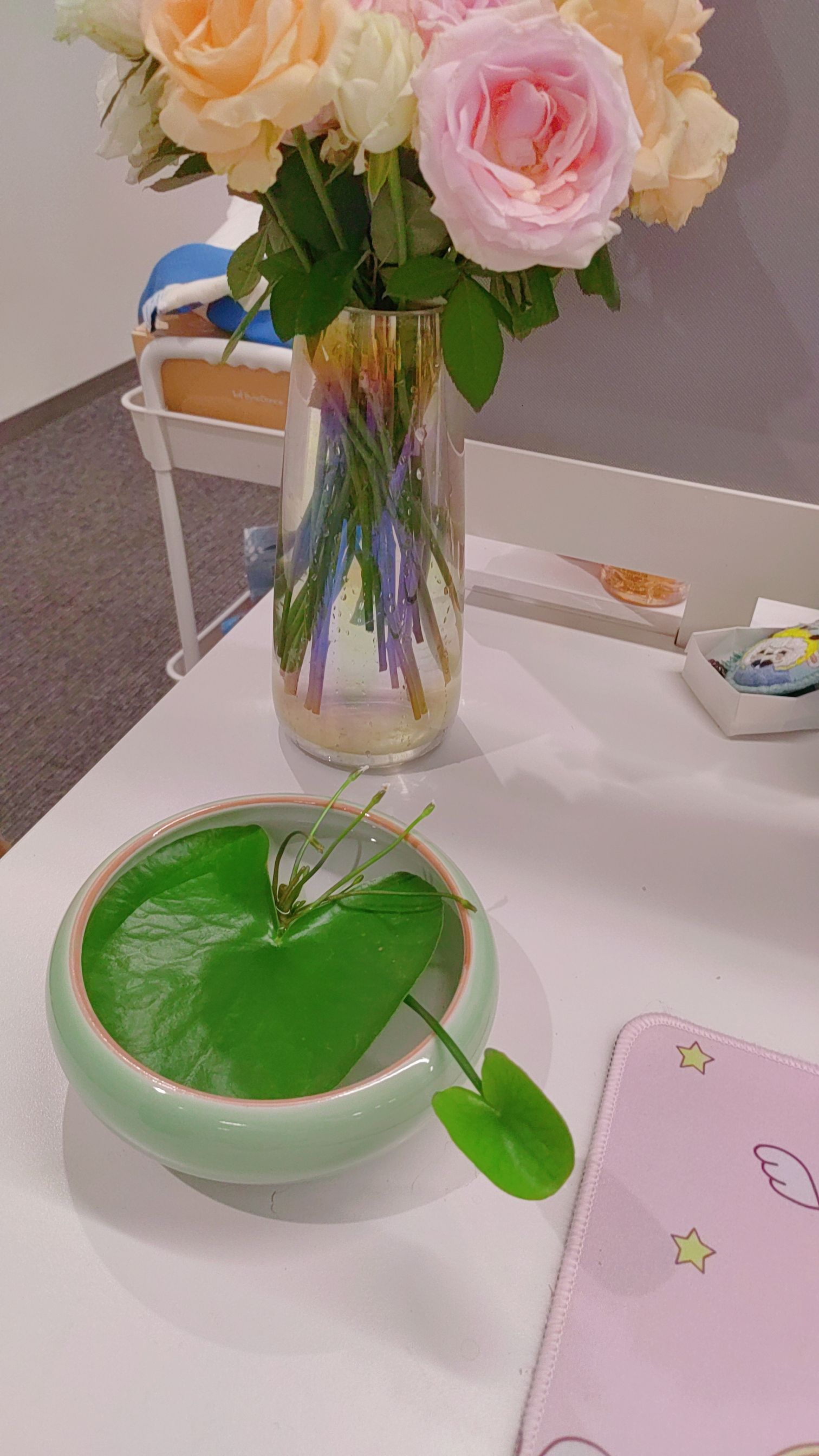 静观花木生态旅游区旅行图片 1