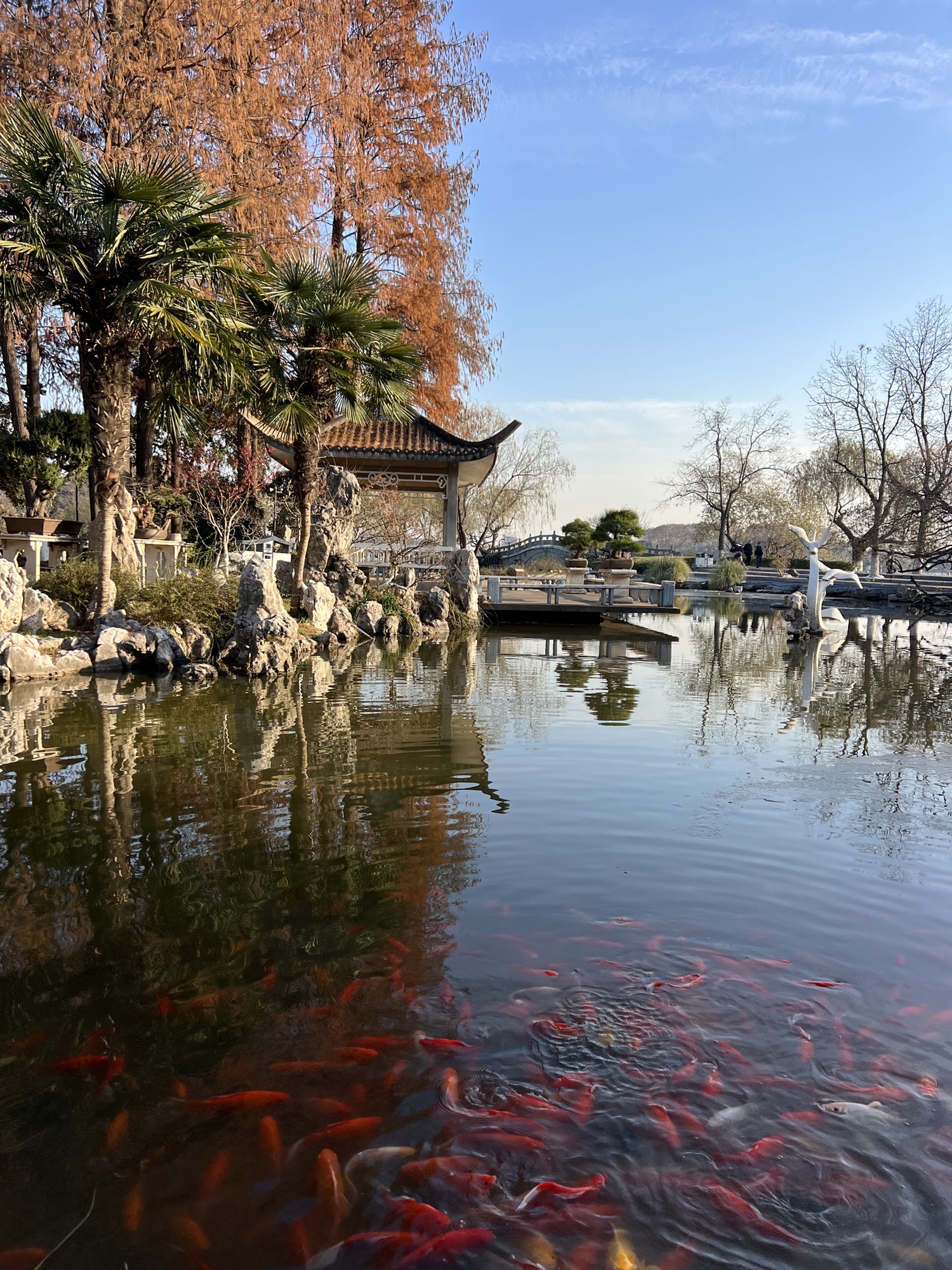 玄武湖景区-柳湾观鱼