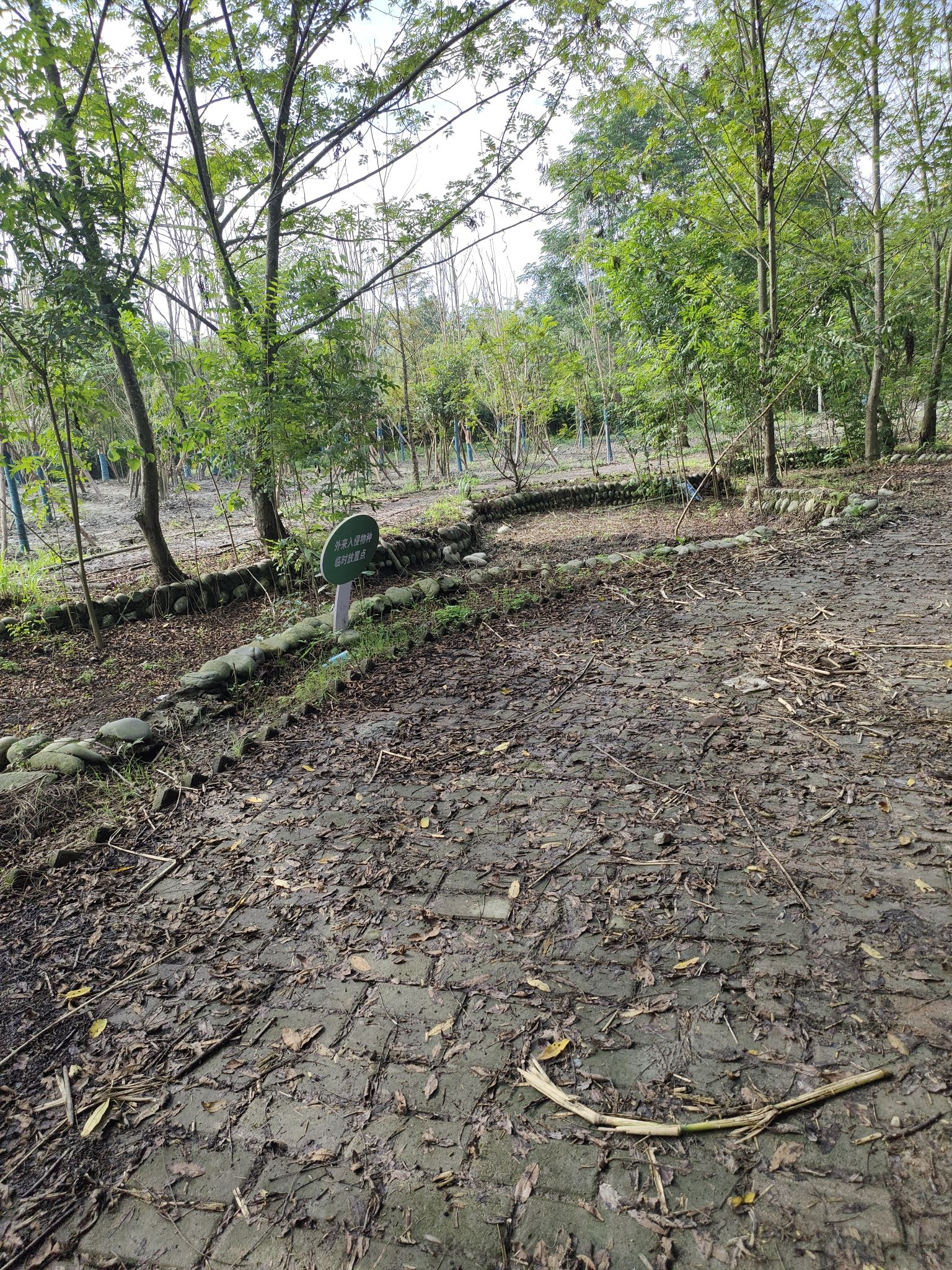 云桥湿地公园旅行图片 2