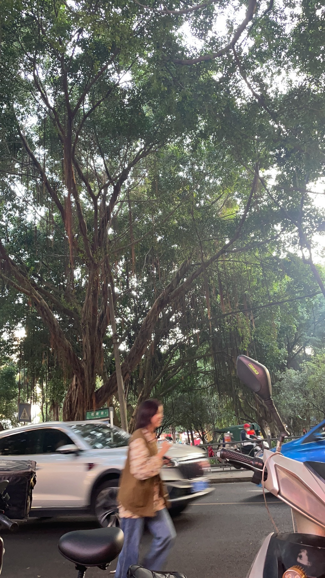海棠公园旅行图片 3