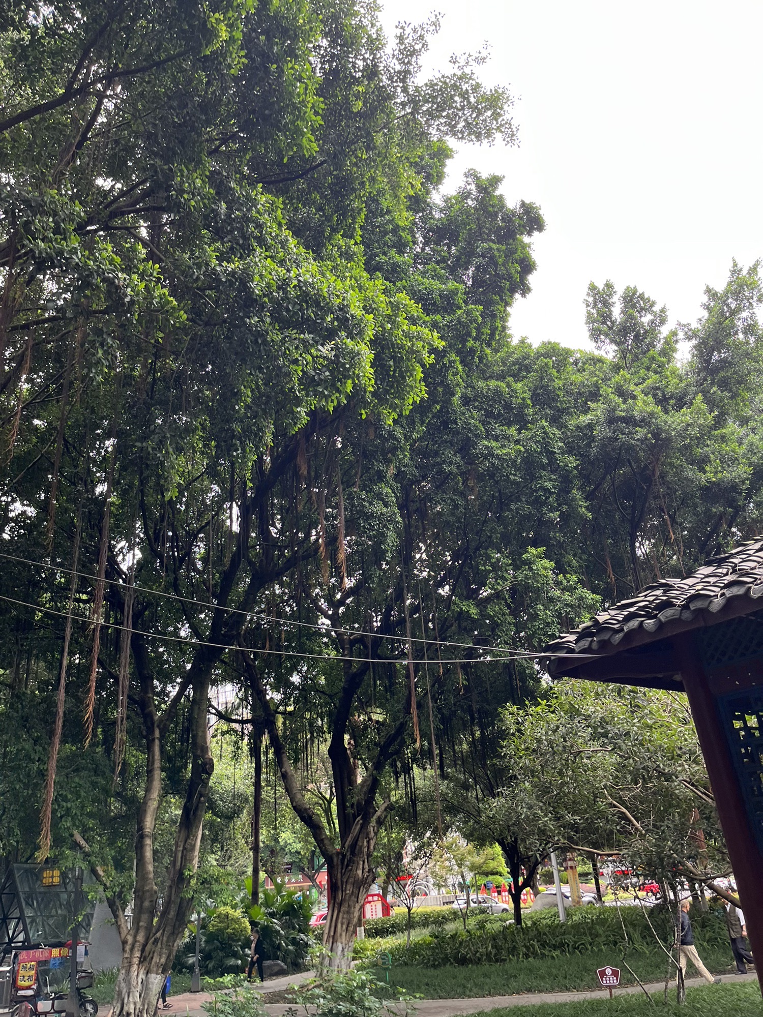 海棠公园旅行图片 1