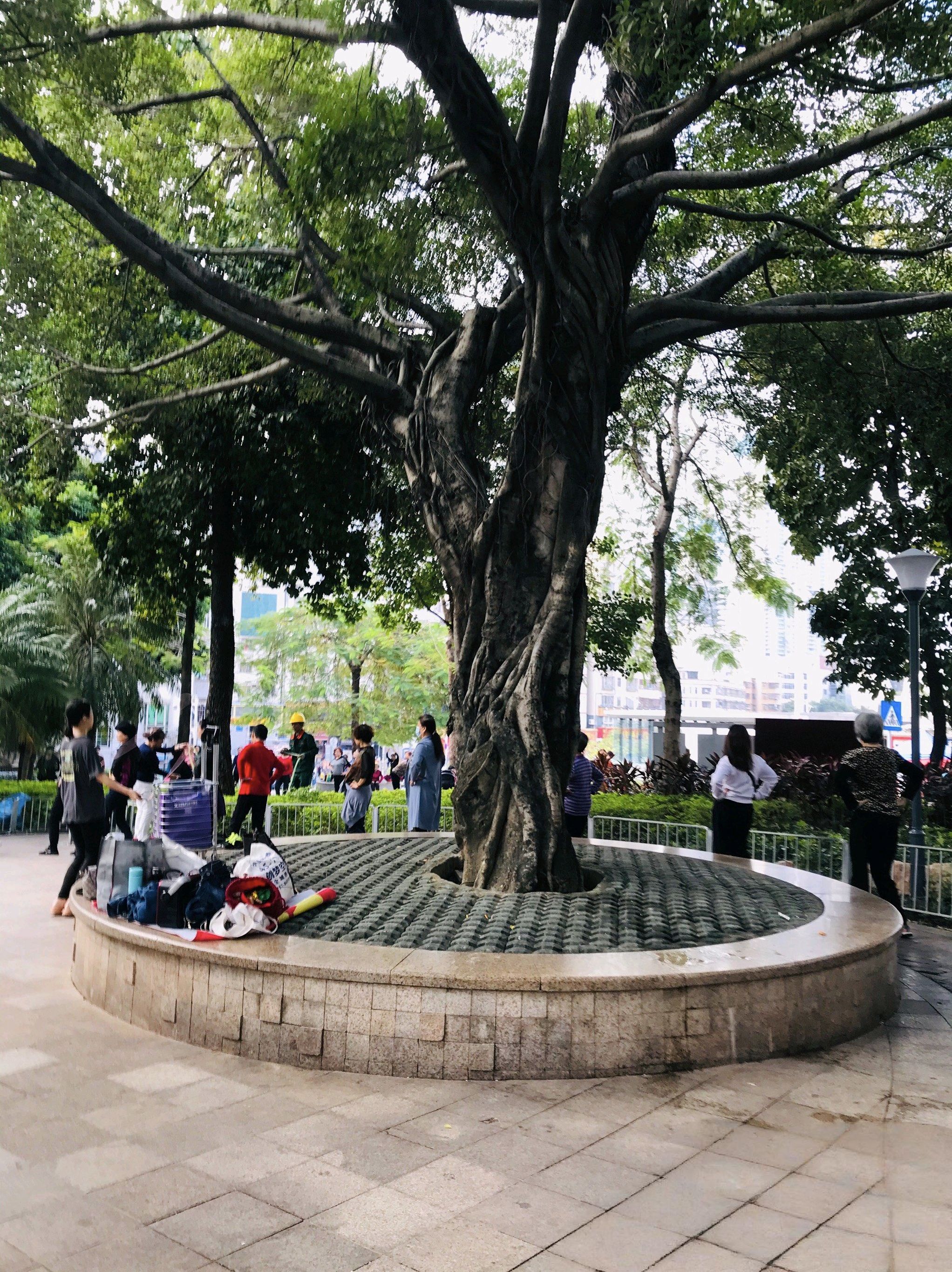 泥岗公园旅行图片 1