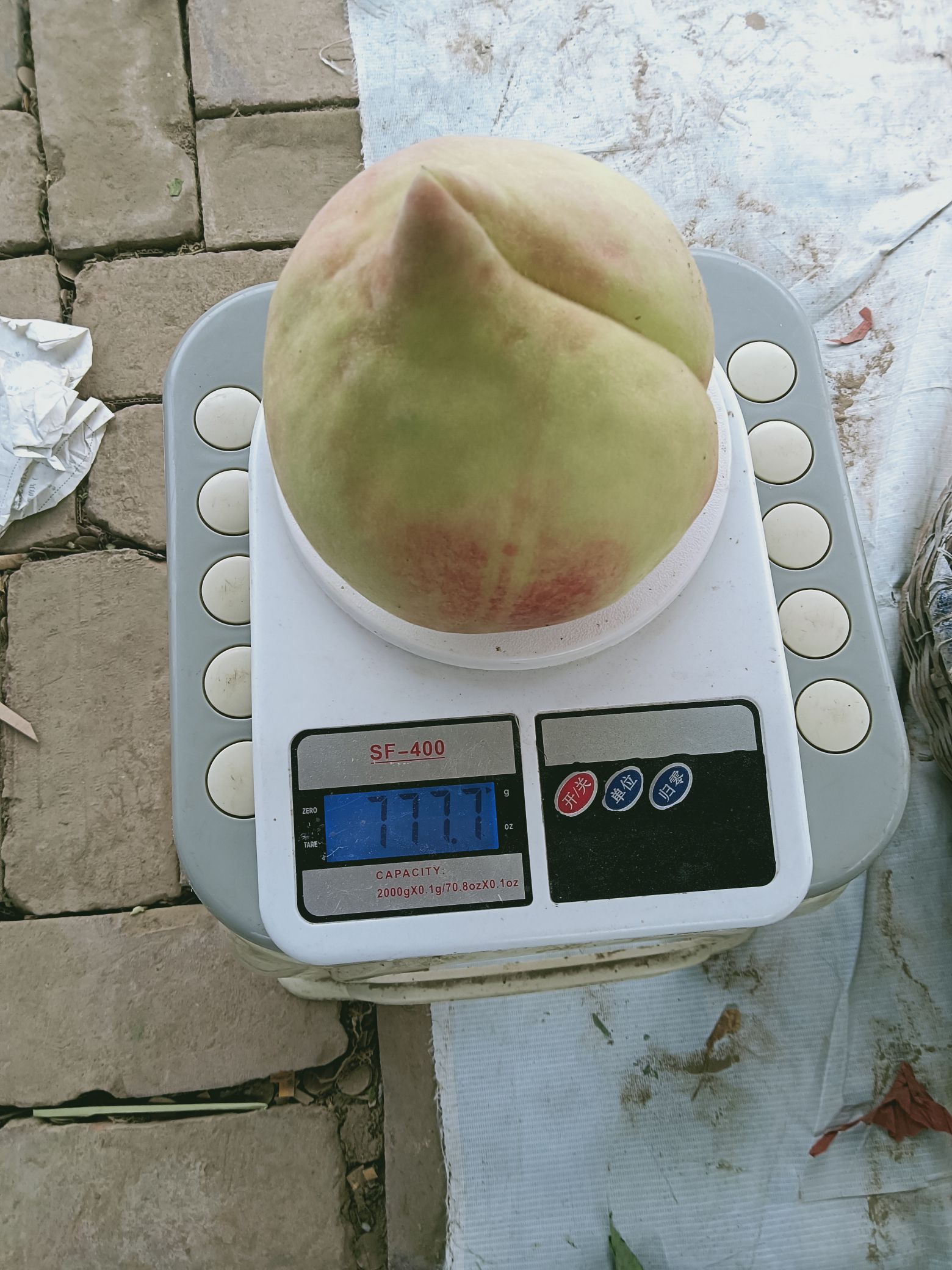 深州蜜桃观光园旅行图片 3