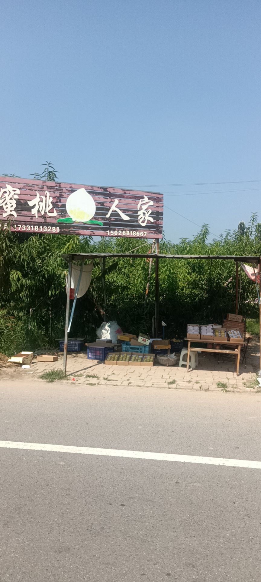 深州蜜桃观光园旅行图片 1