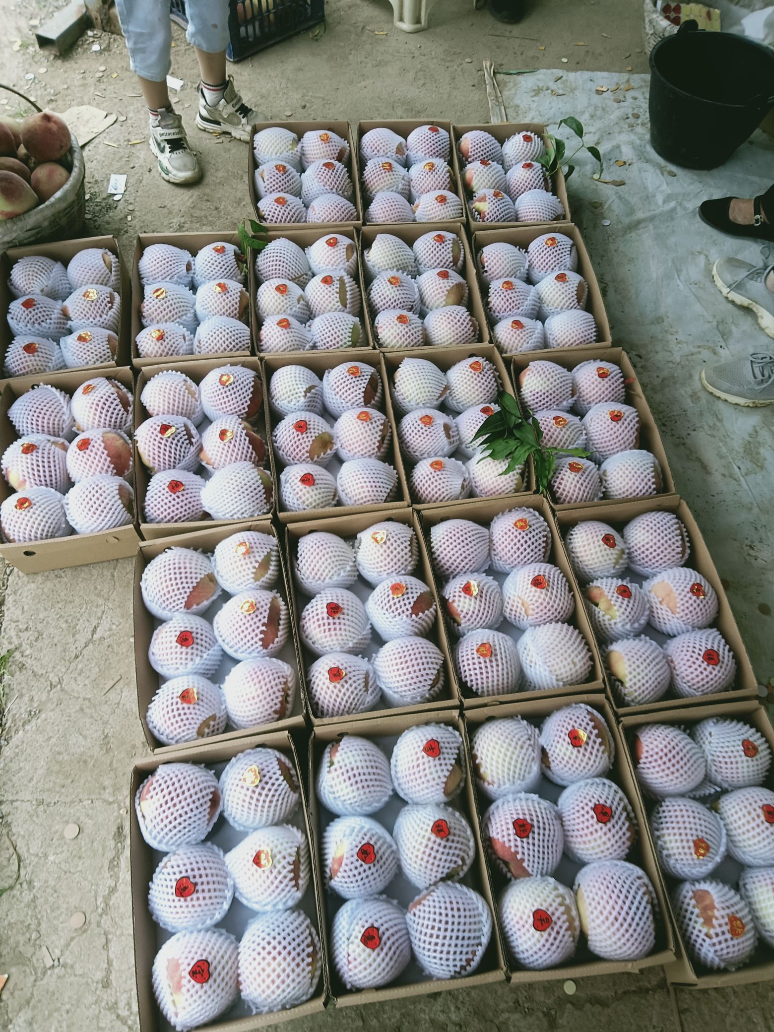 深州蜜桃观光园旅行图片 2