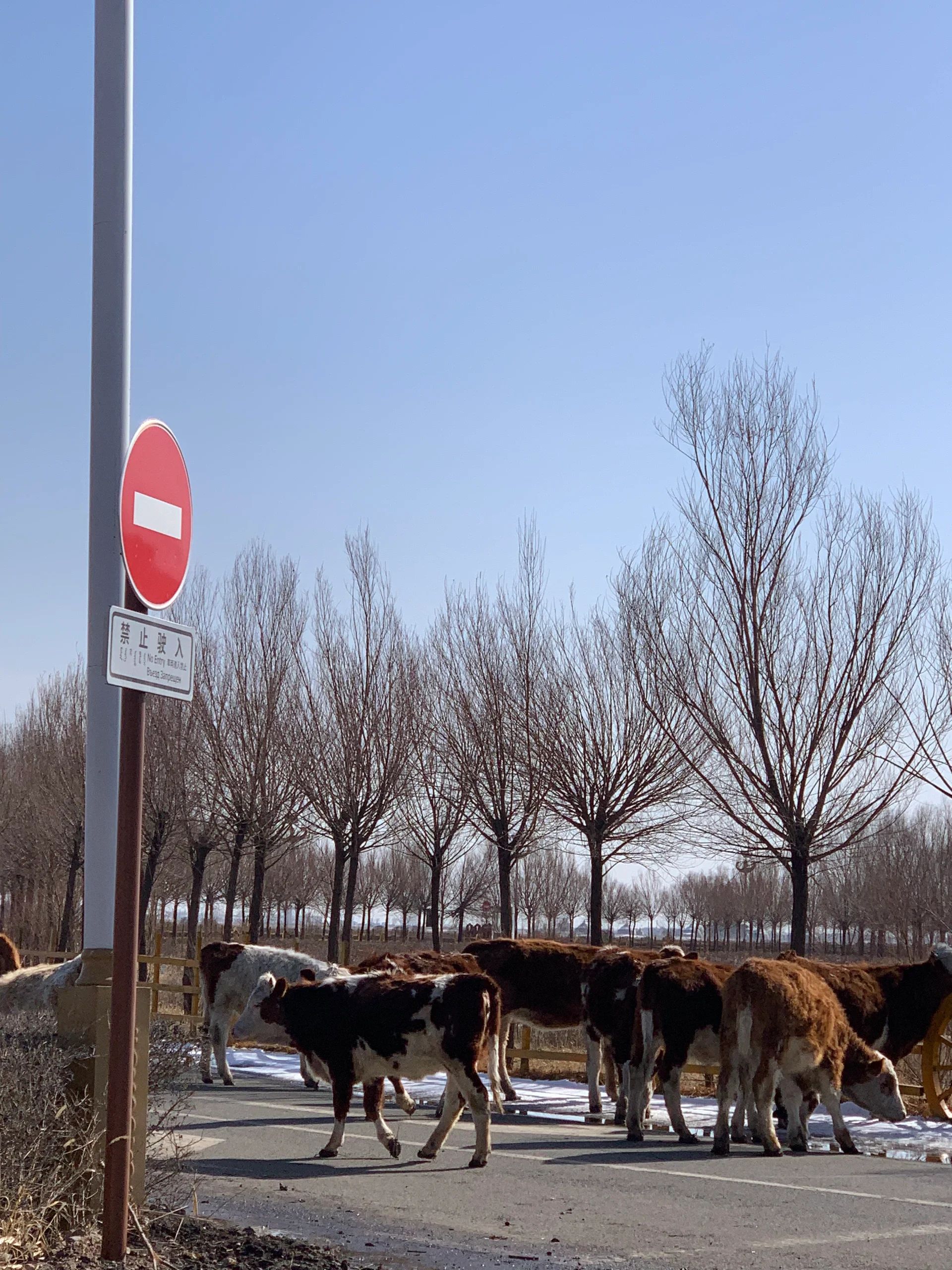 哈素海旅游景区旅行图片 2