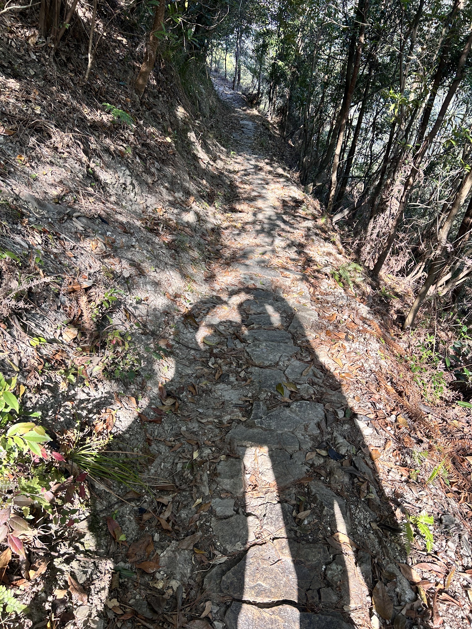 永嘉五星潭森林公园旅行图片 1