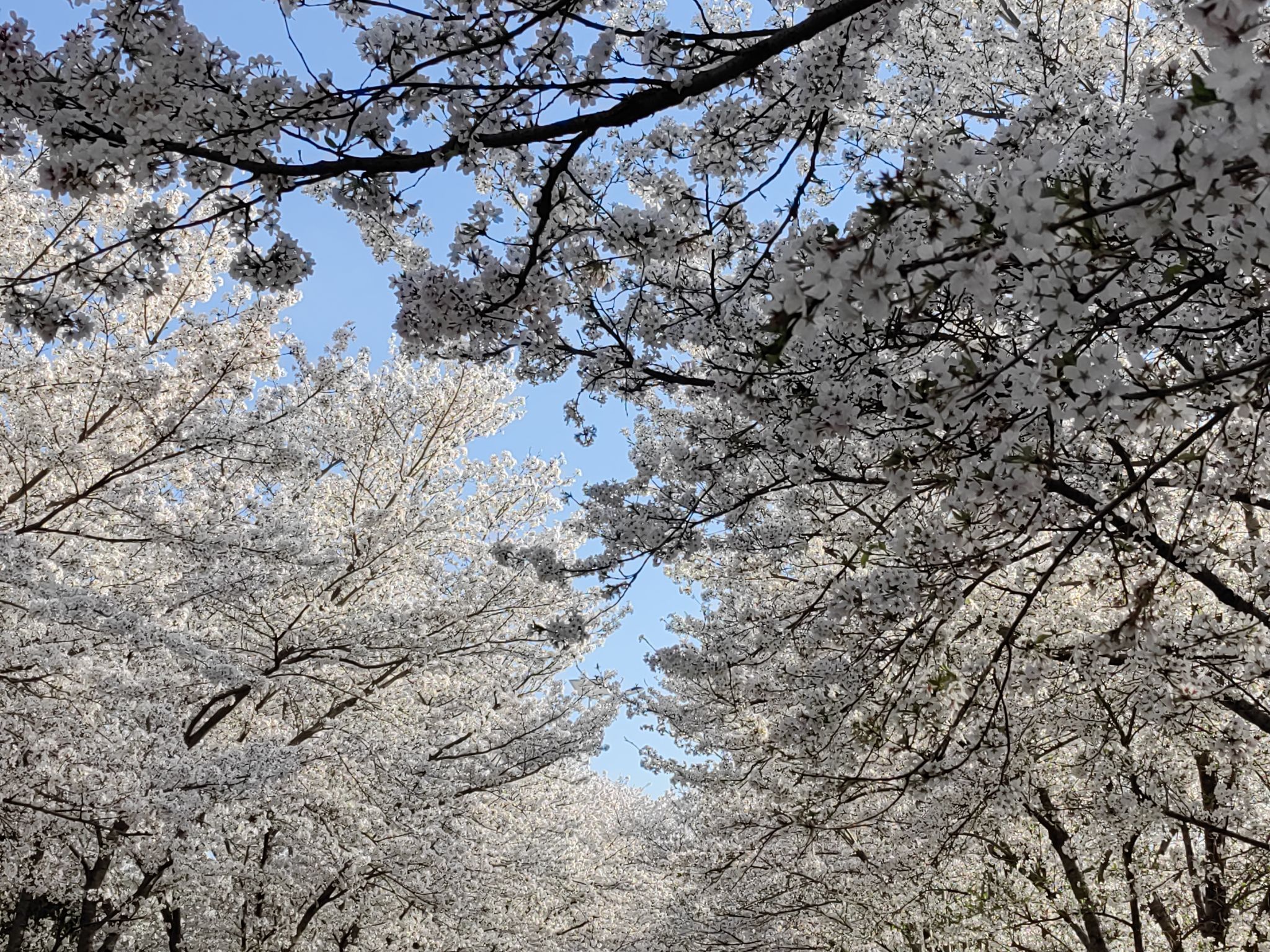 浮山樱花园旅行图片 3