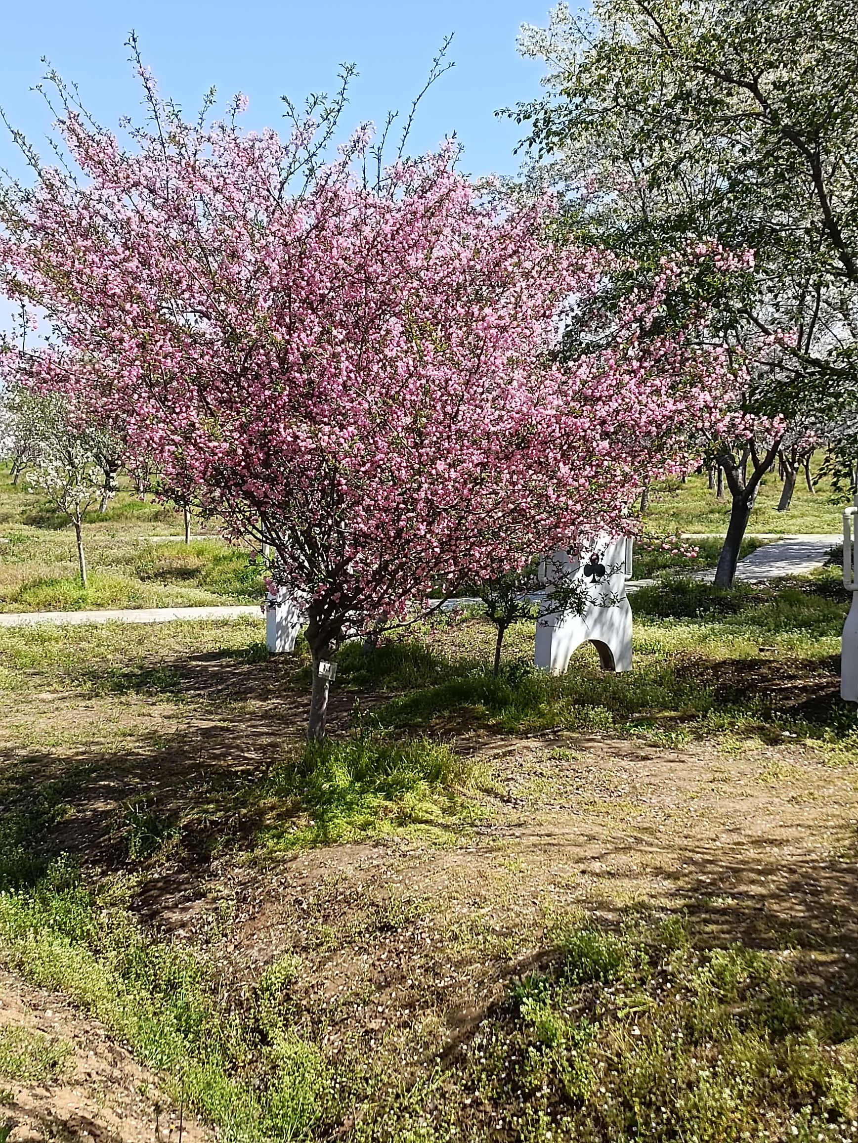 浮山樱花园旅行图片 3