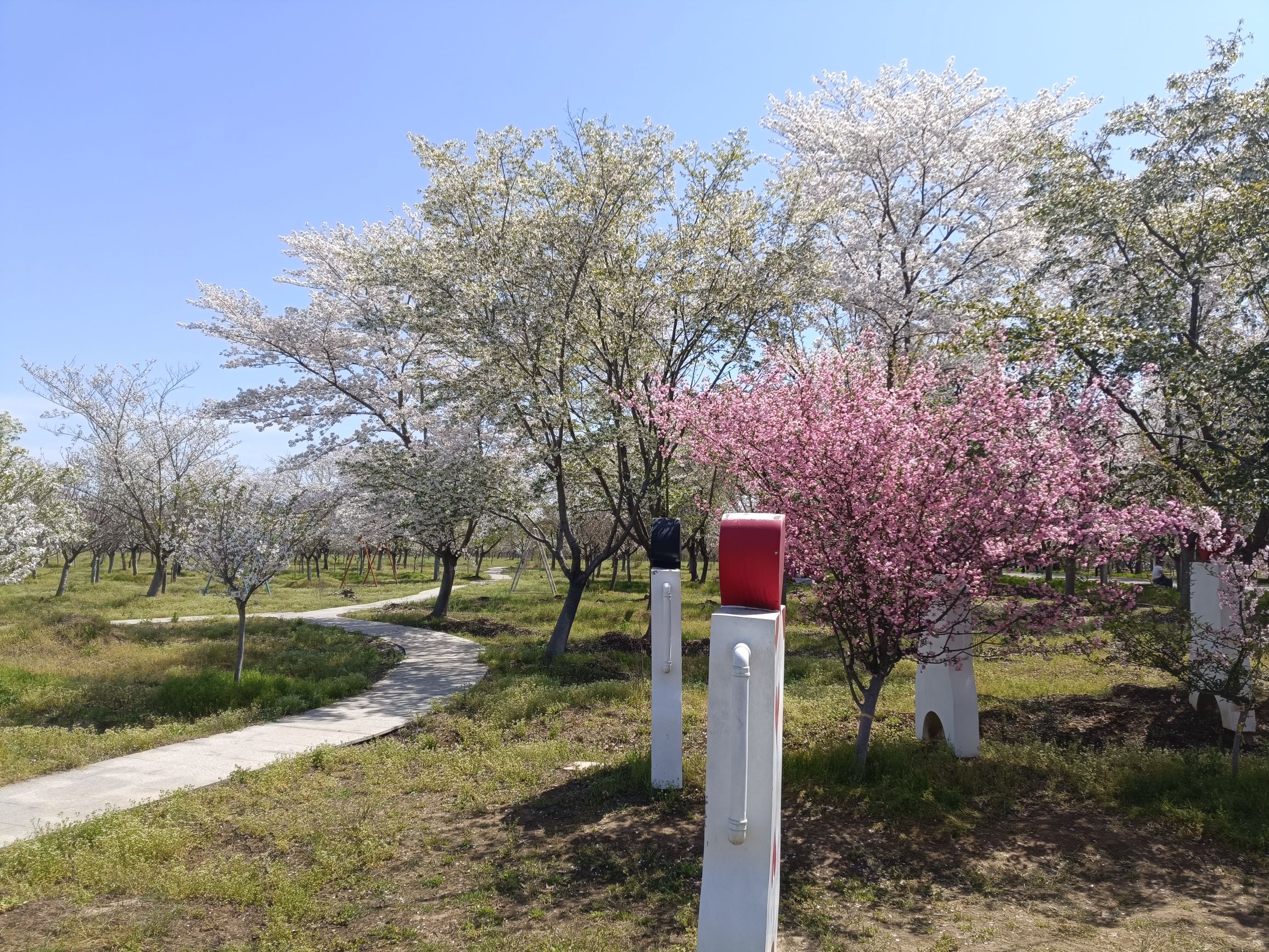 浮山樱花园旅行图片 2