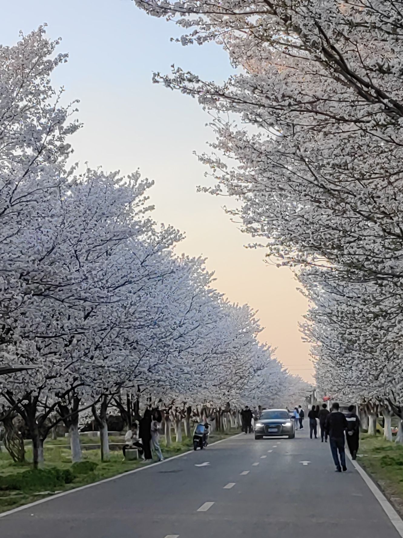 浮山樱花园旅行图片 1
