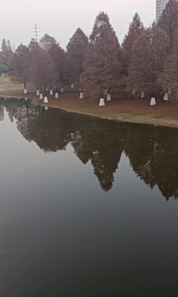 节庆广场旅行图片 3