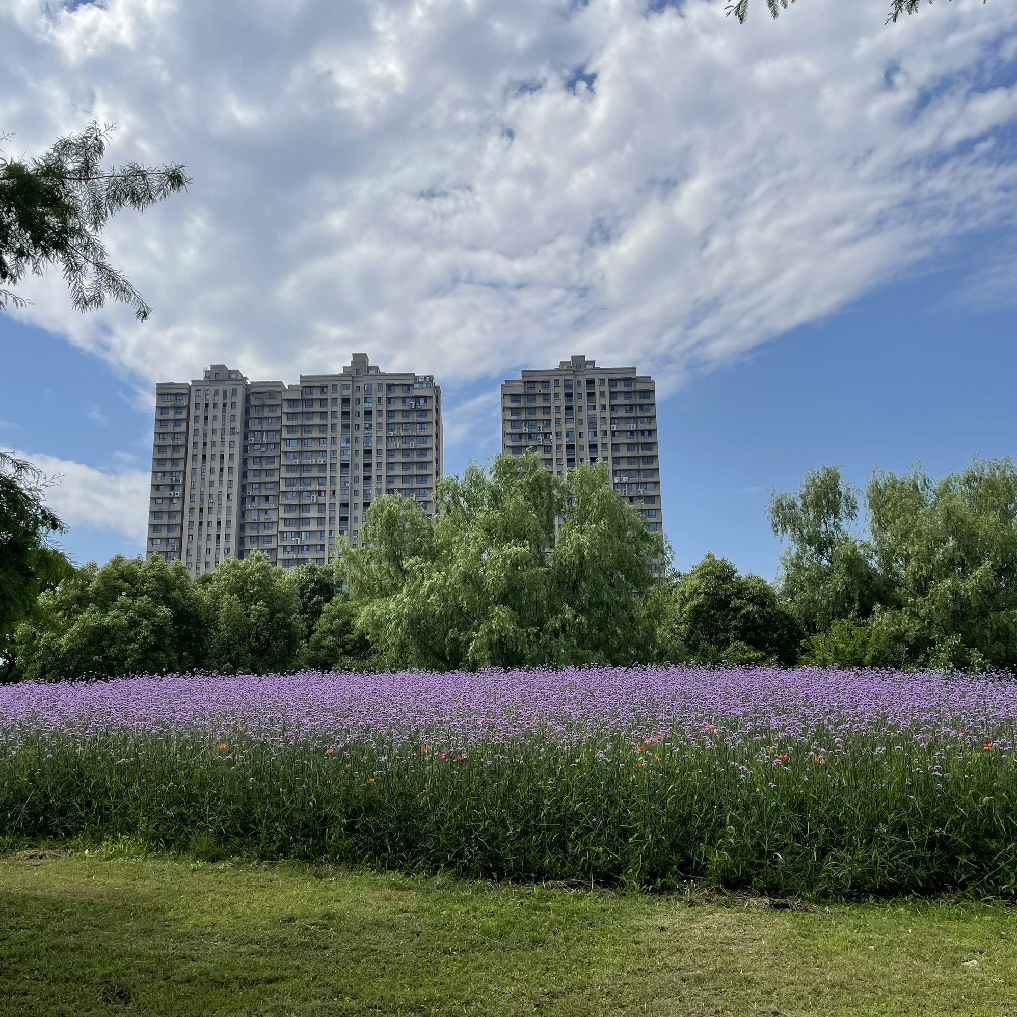 节庆广场旅行图片 3