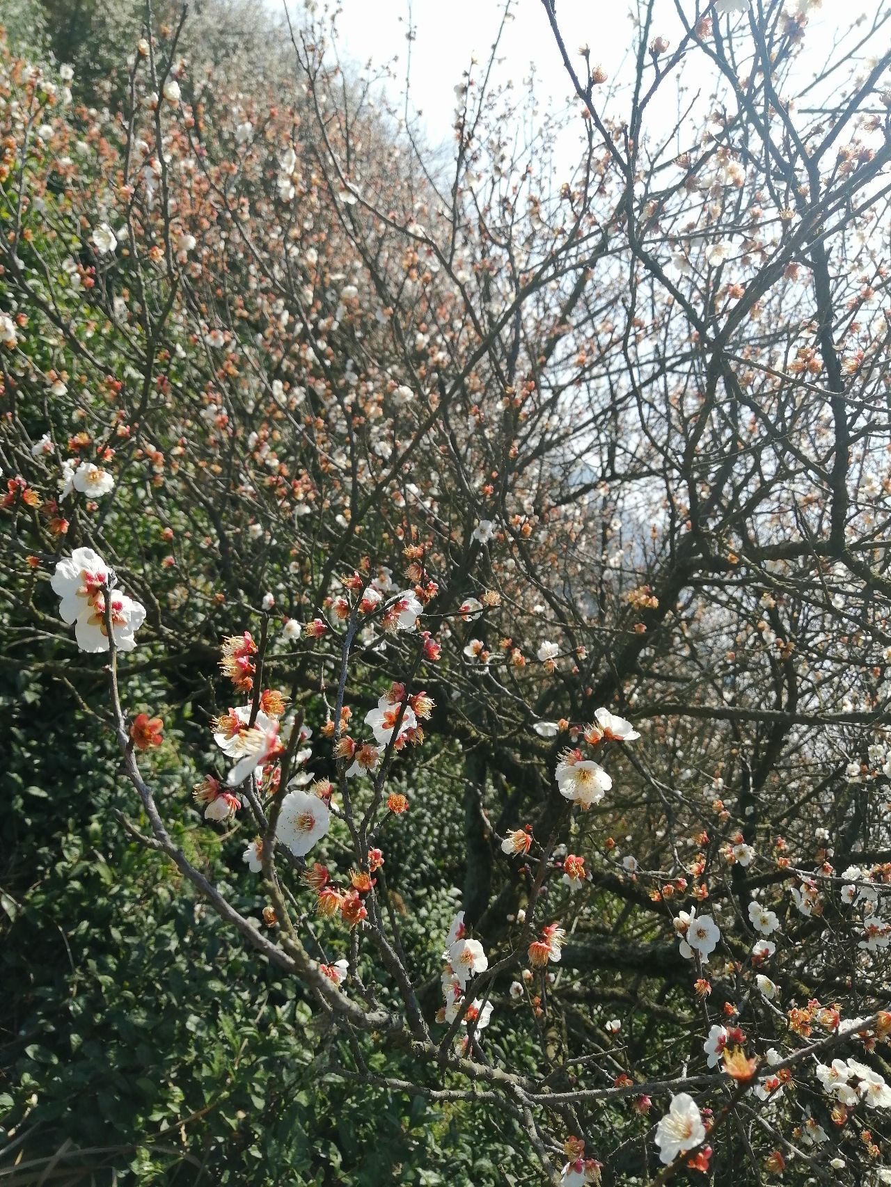 柯桥香雪梅海景区旅行图片 3