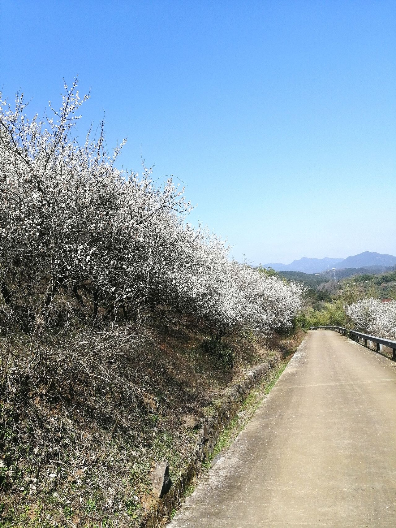 柯桥香雪梅海景区旅行图片 2