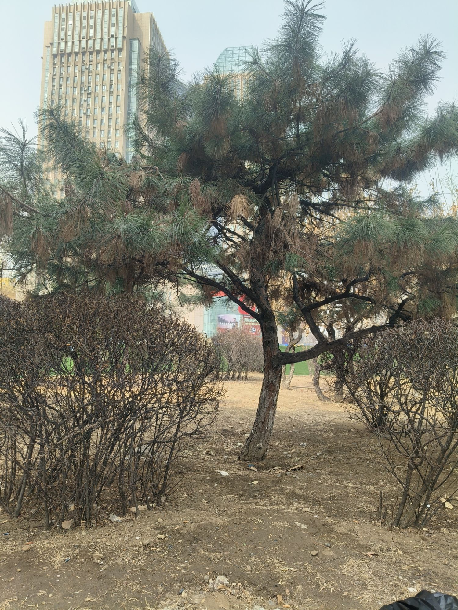 铁西广场旅行图片 2