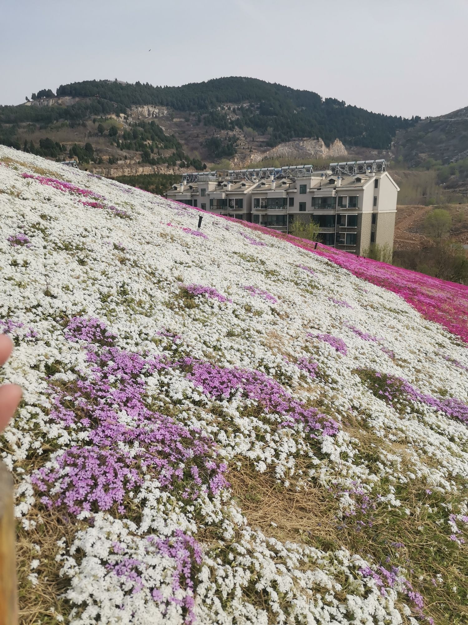 牧牛山山体公园旅行图片 3