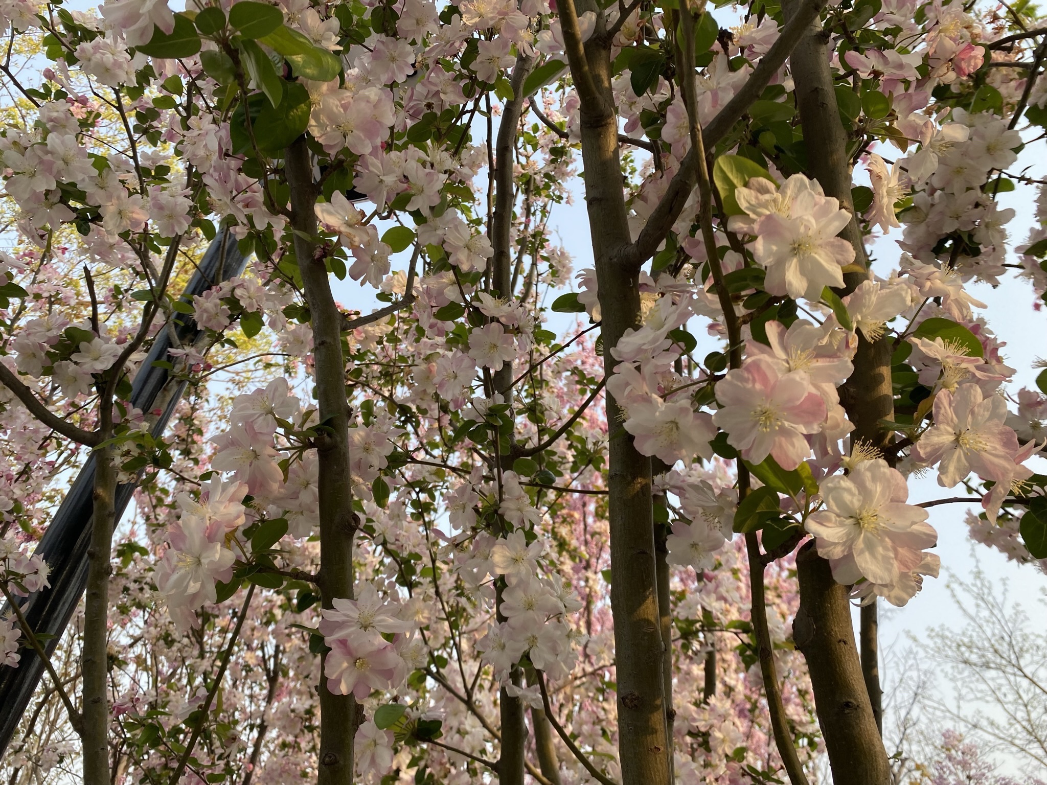 牧牛山山体公园旅行图片 3