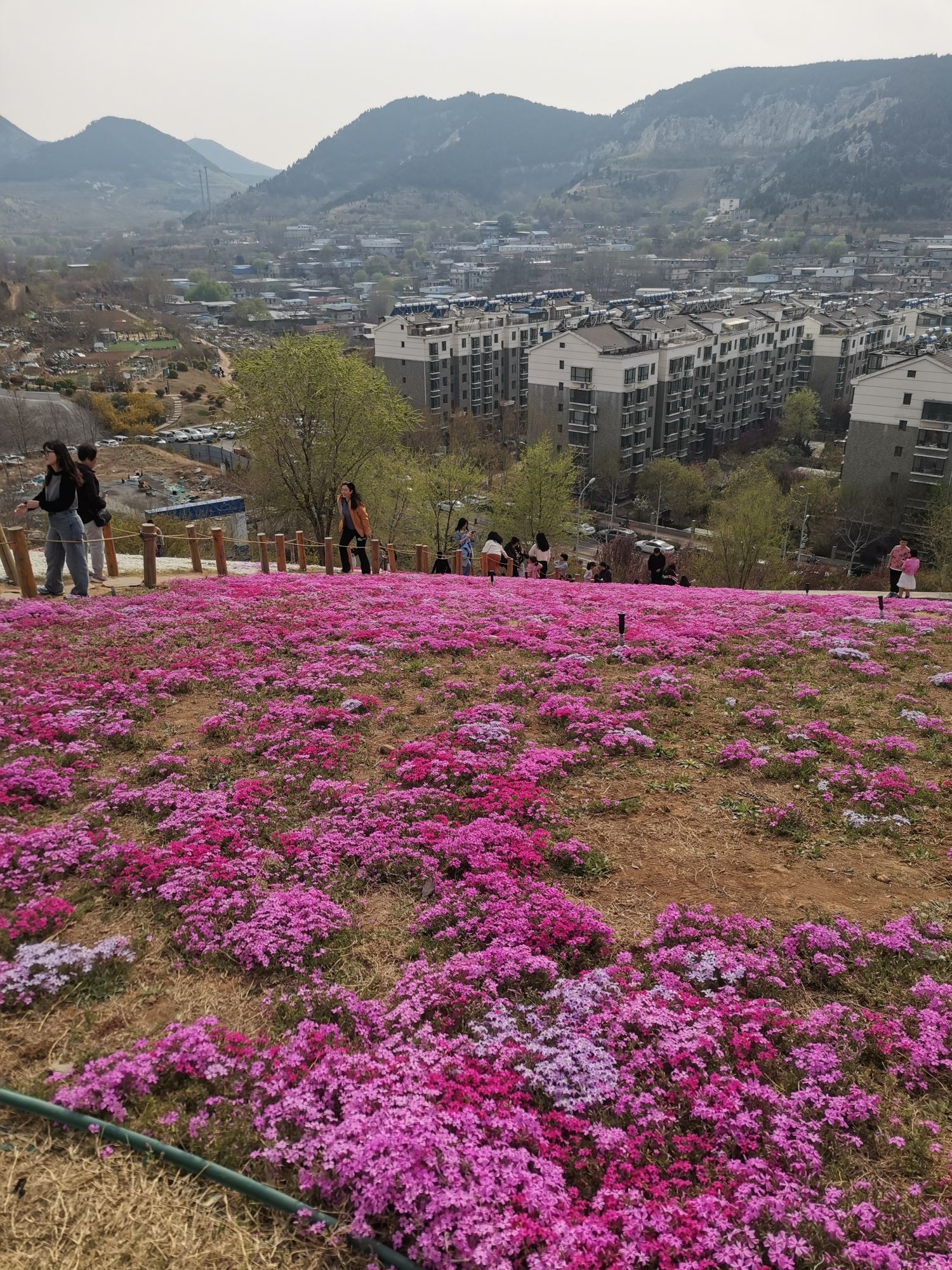 牧牛山山体公园旅行图片 1