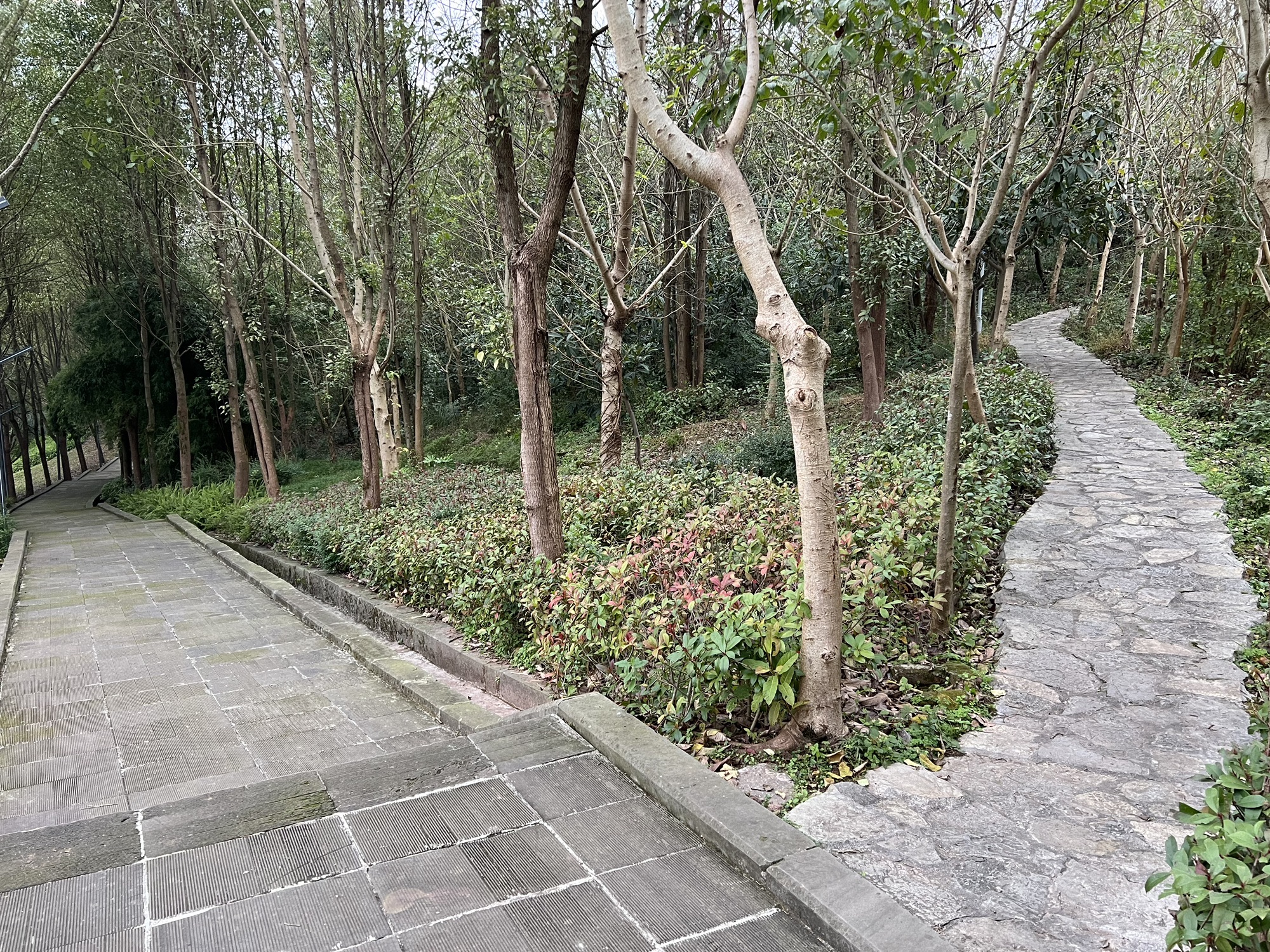 黄桷树公园