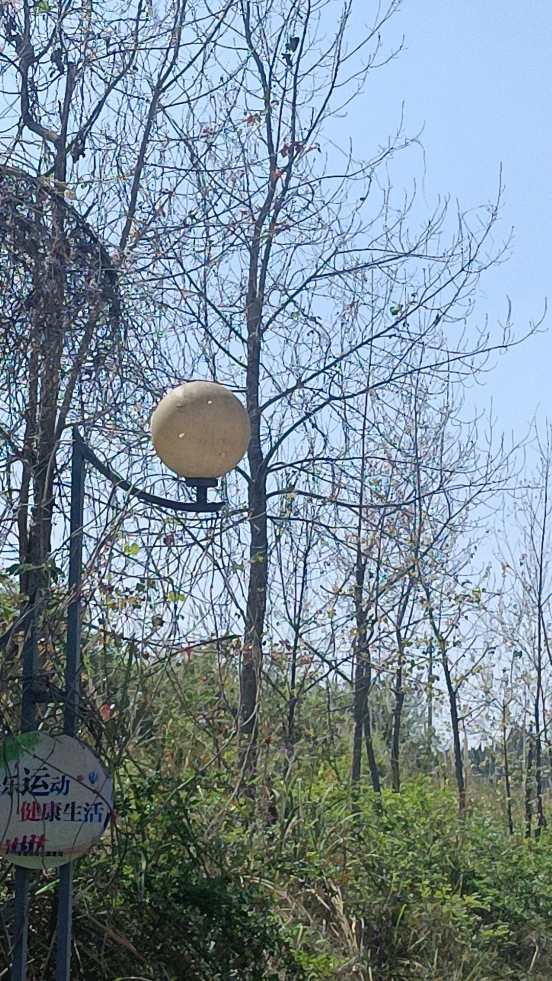 鹭岛湿地旅行图片 3