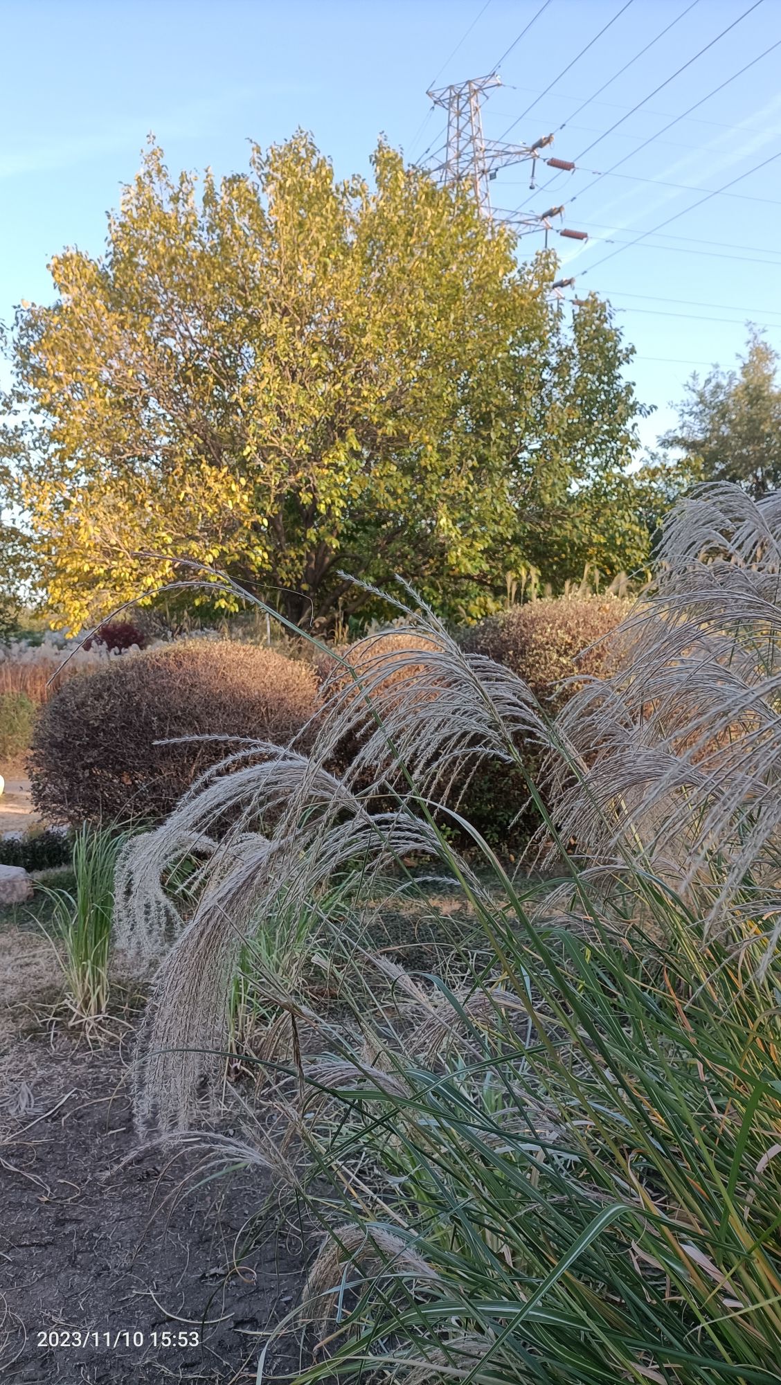 芊卉园旅行图片 1