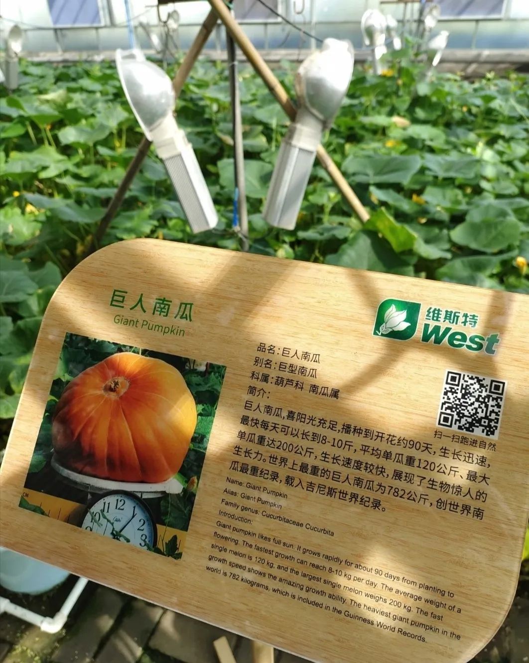 维斯特农业休闲旅游区旅行图片 2