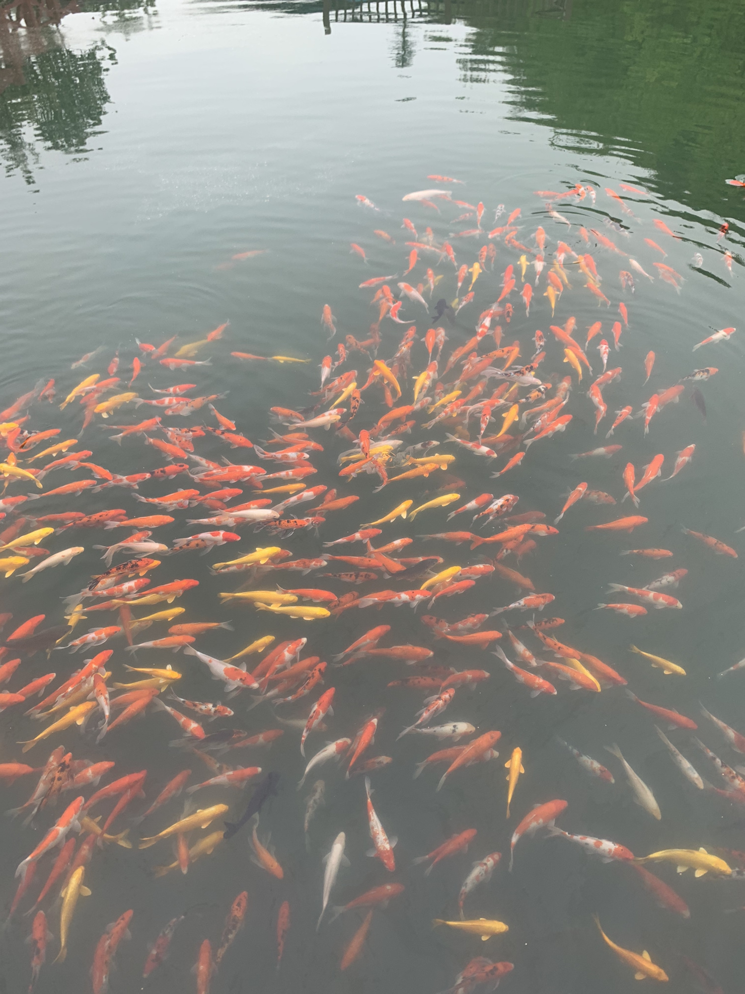 万和湖旅行图片 3