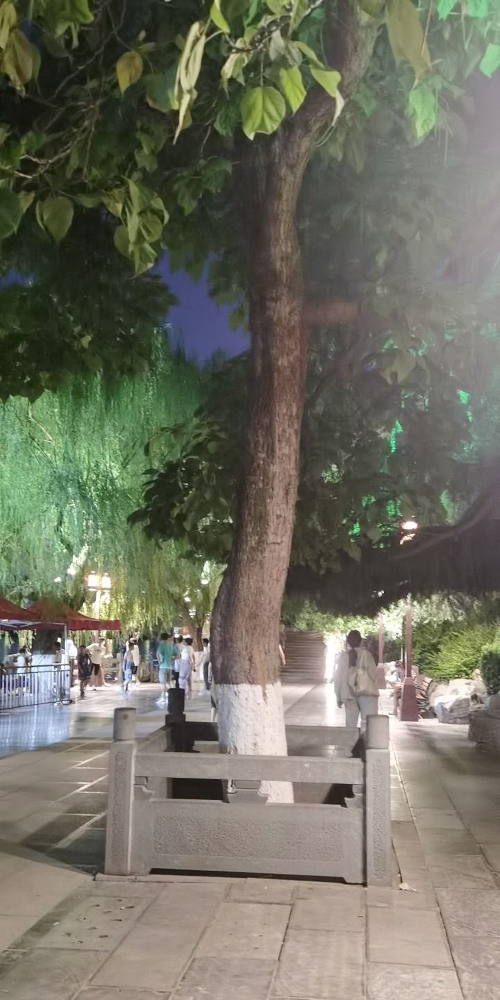 大明湖景区-黄金树