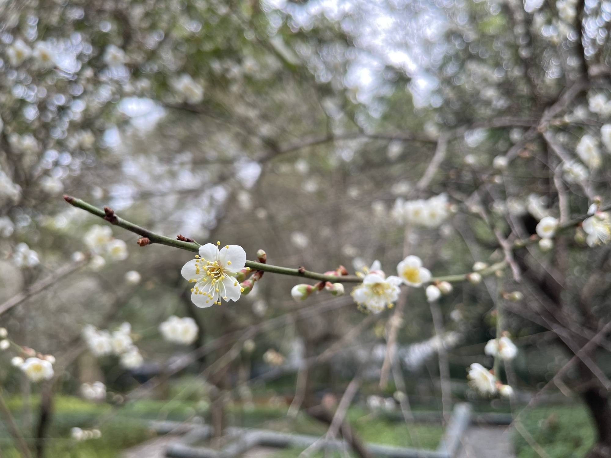 罗浮山风景名胜区旅游文化广场旅行图片 2
