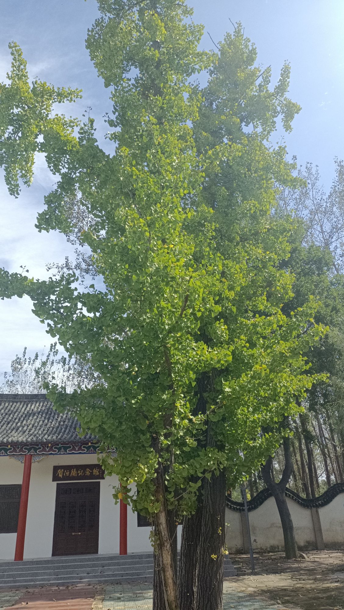 中原民俗园旅行图片 3
