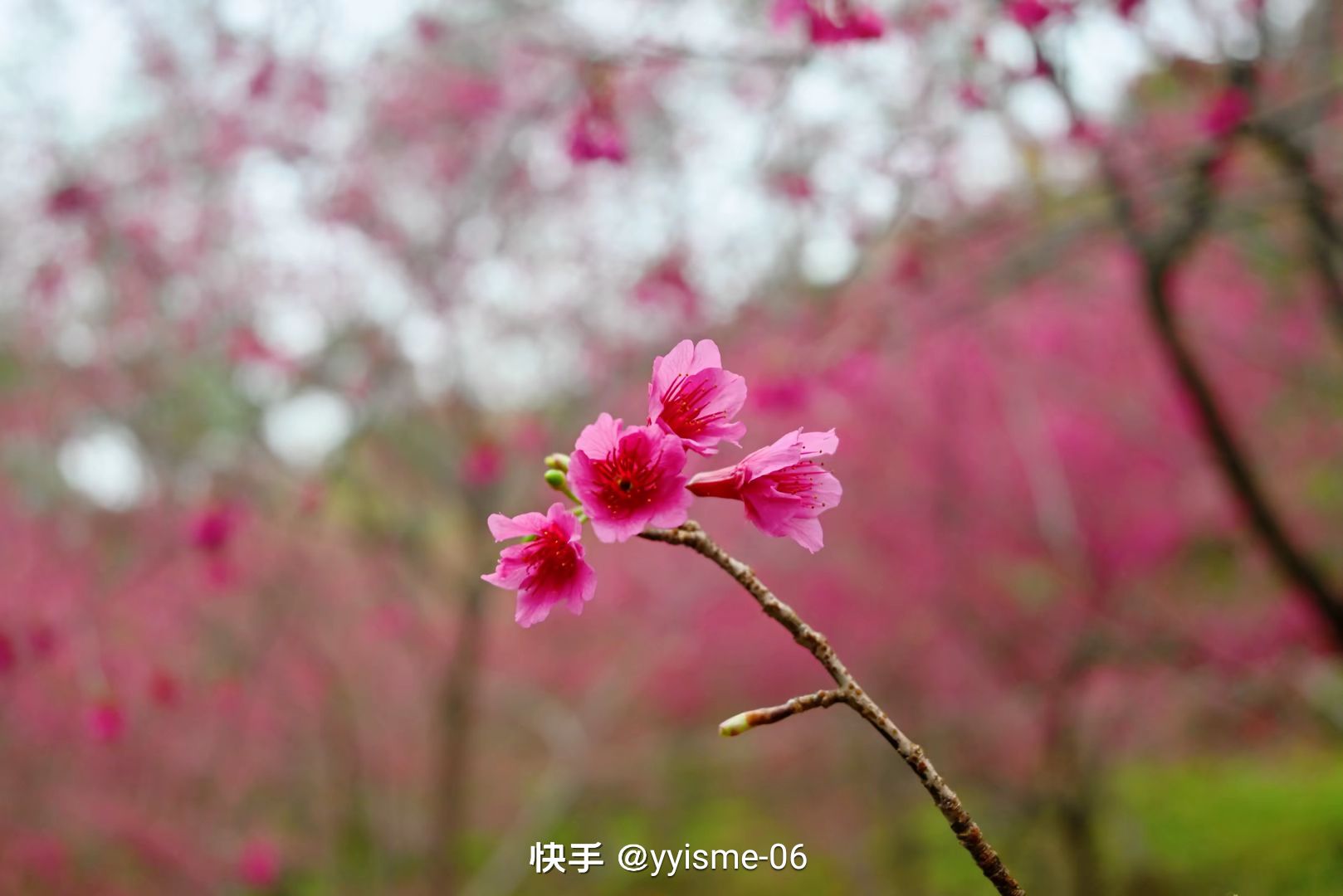 灵石森林公园