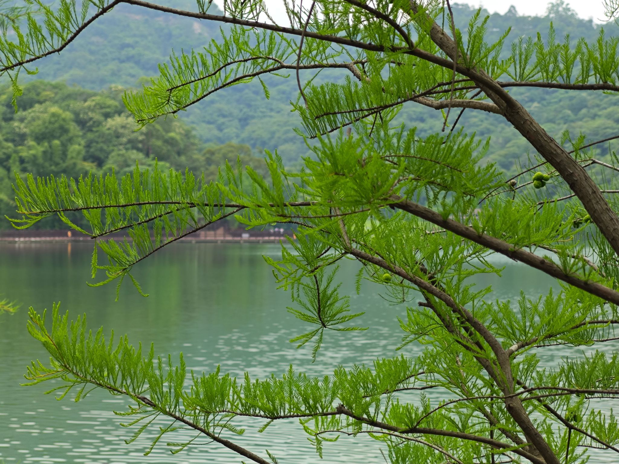 新会石涧公园旅行图片 1