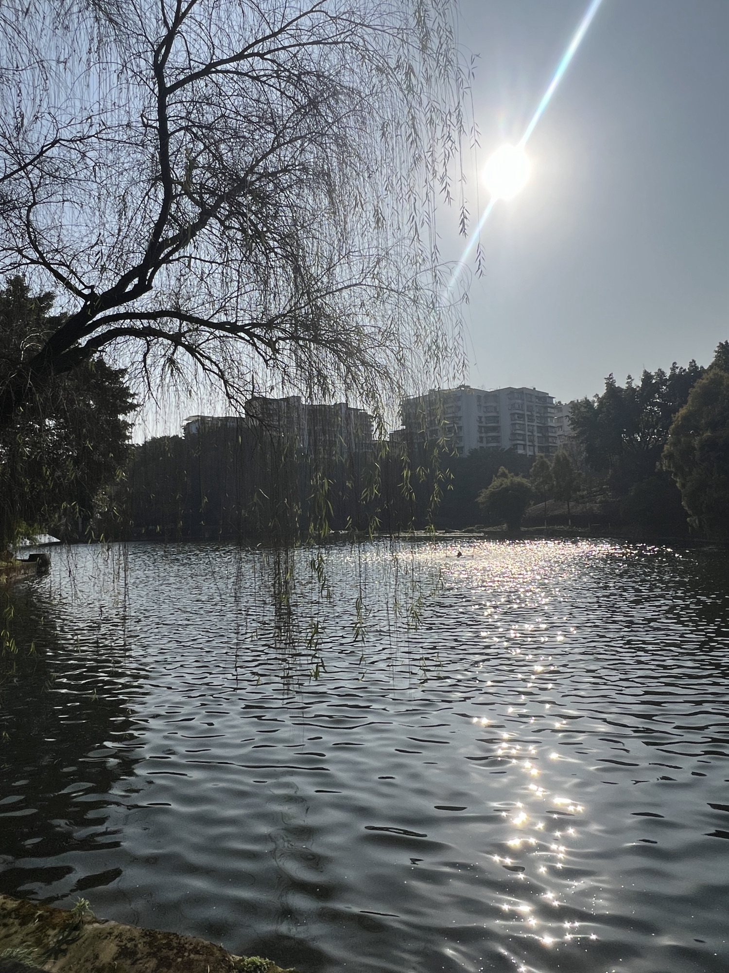 双龙湖公园旅行图片 2