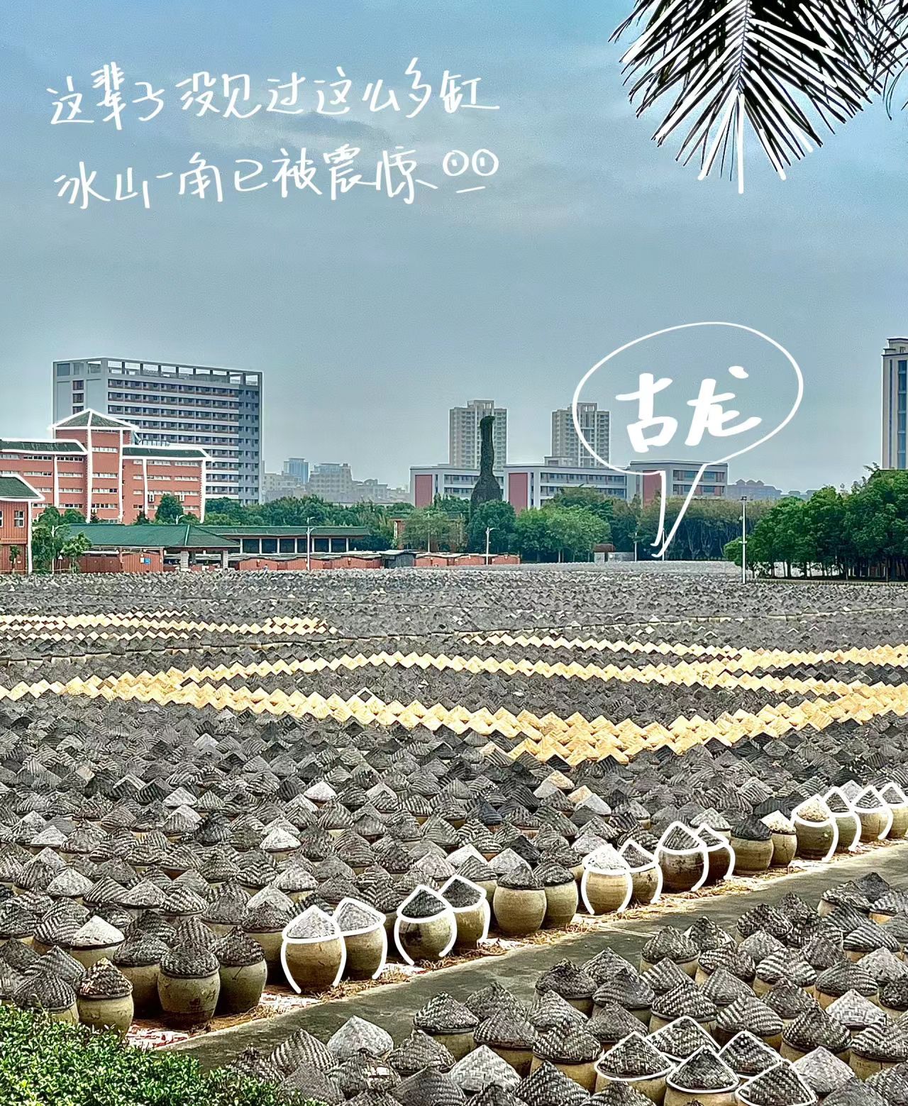 古龙酱文化园旅行图片 2