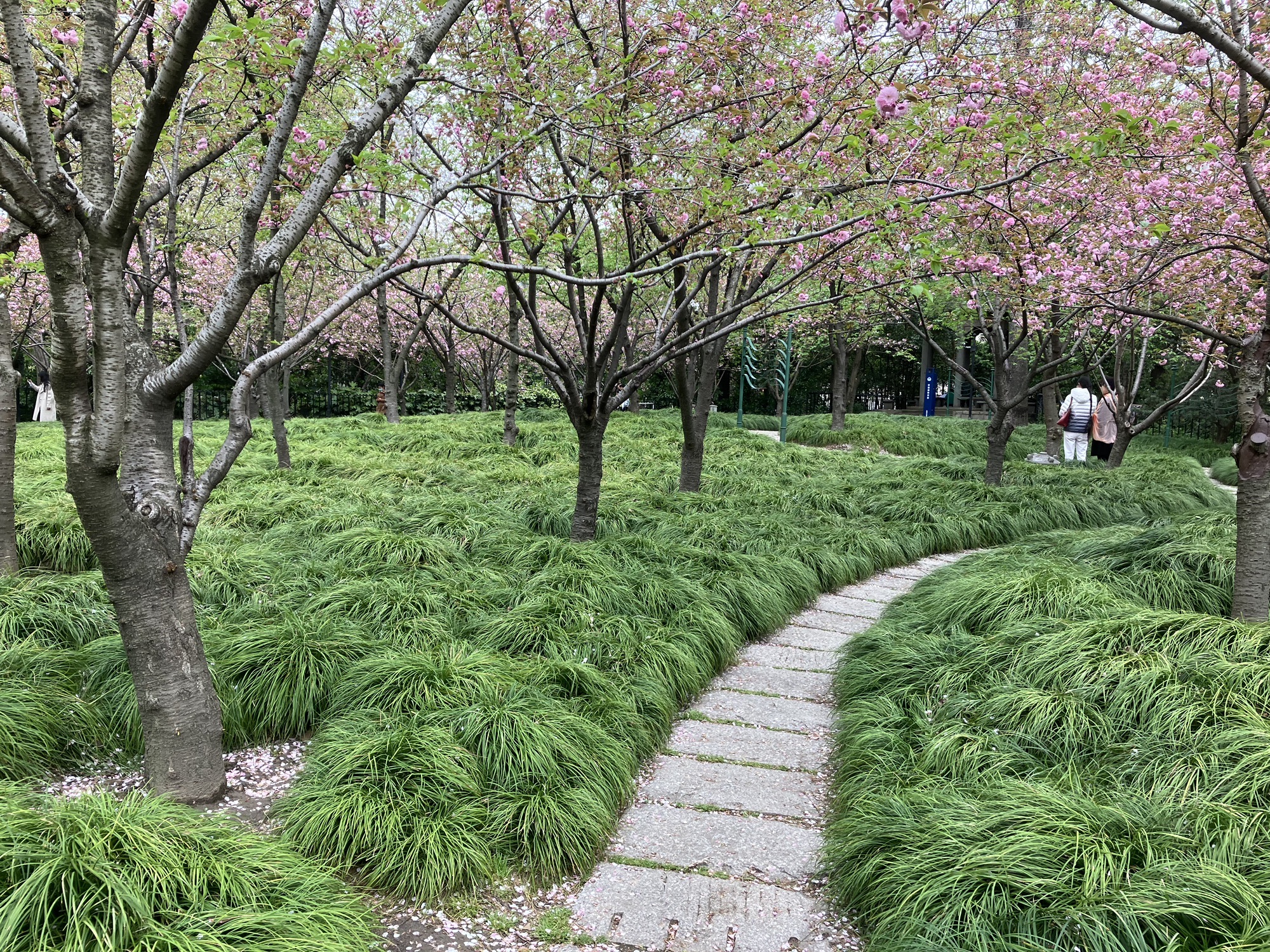 中山公园-樱花林