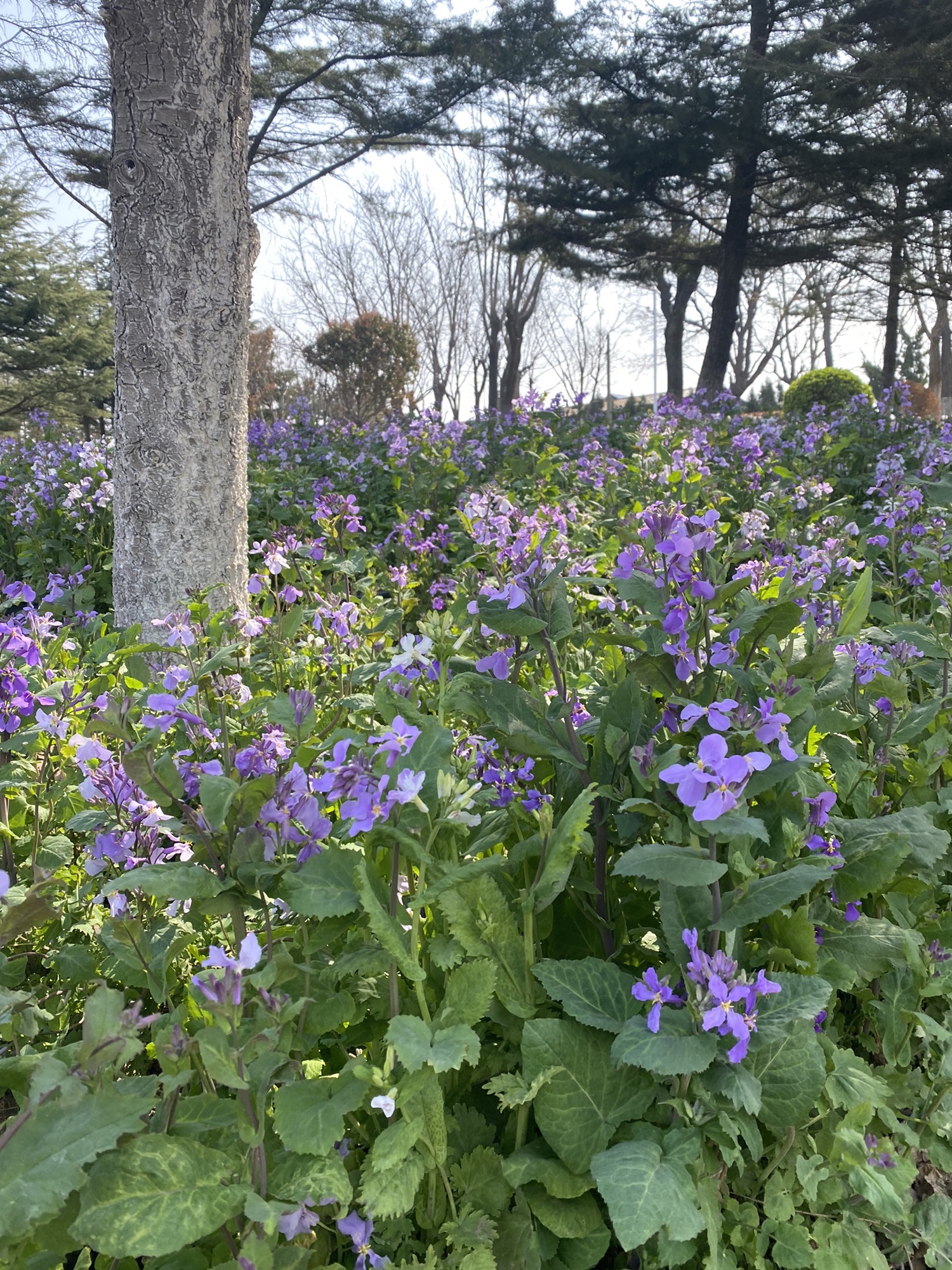平山河湿地公园旅行图片 3